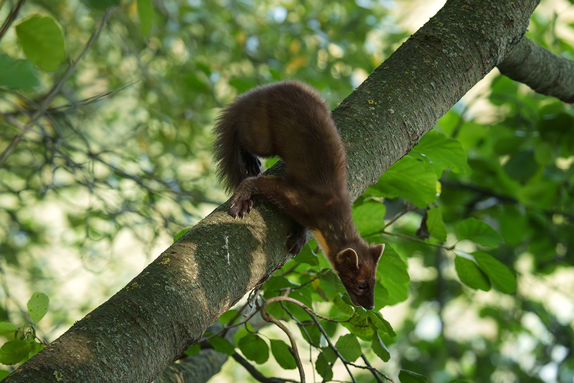 Животные. Ваш личный фотограф Марина Волкова