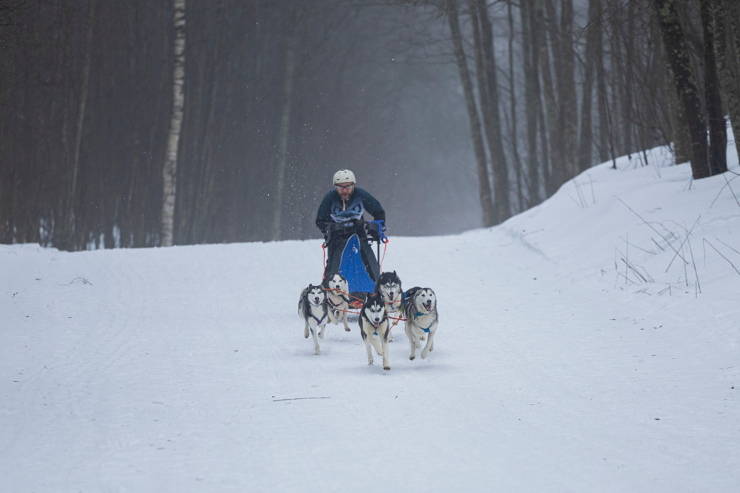 Зимний Чемпионат Санкт-Петербурга по ездовому спорту. Фотограф-анималист Анна Маринич