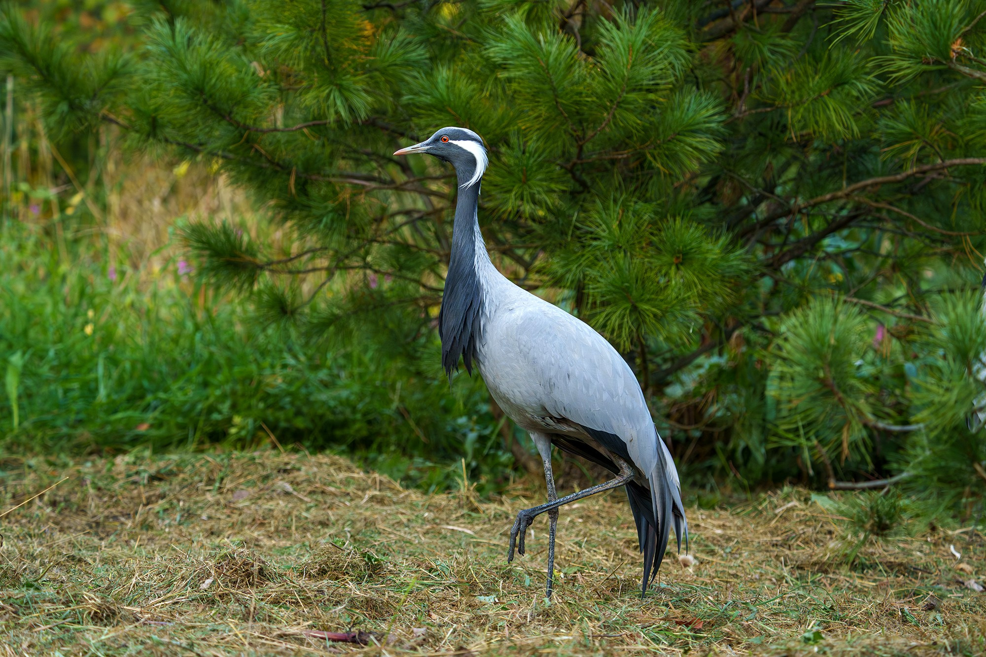 Удивительные мир птиц. Вокруг нас столько прекрасного — присмотритесь!. Ваш личный фотограф Марина Волкова