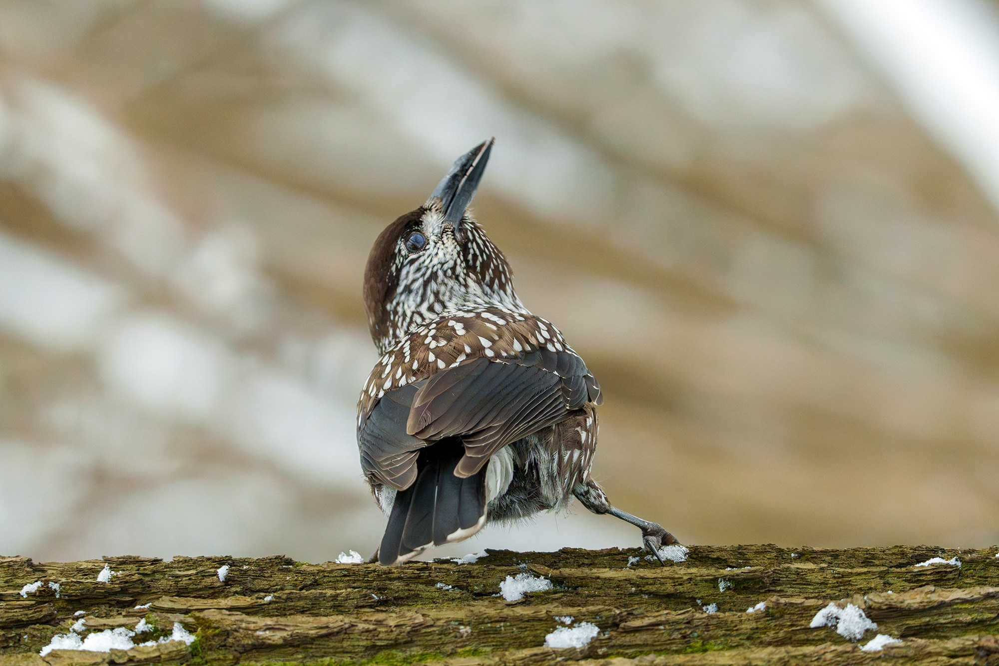 Удивительные мир птиц. Вокруг нас столько прекрасного — присмотритесь!. Ваш личный фотограф Марина Волкова