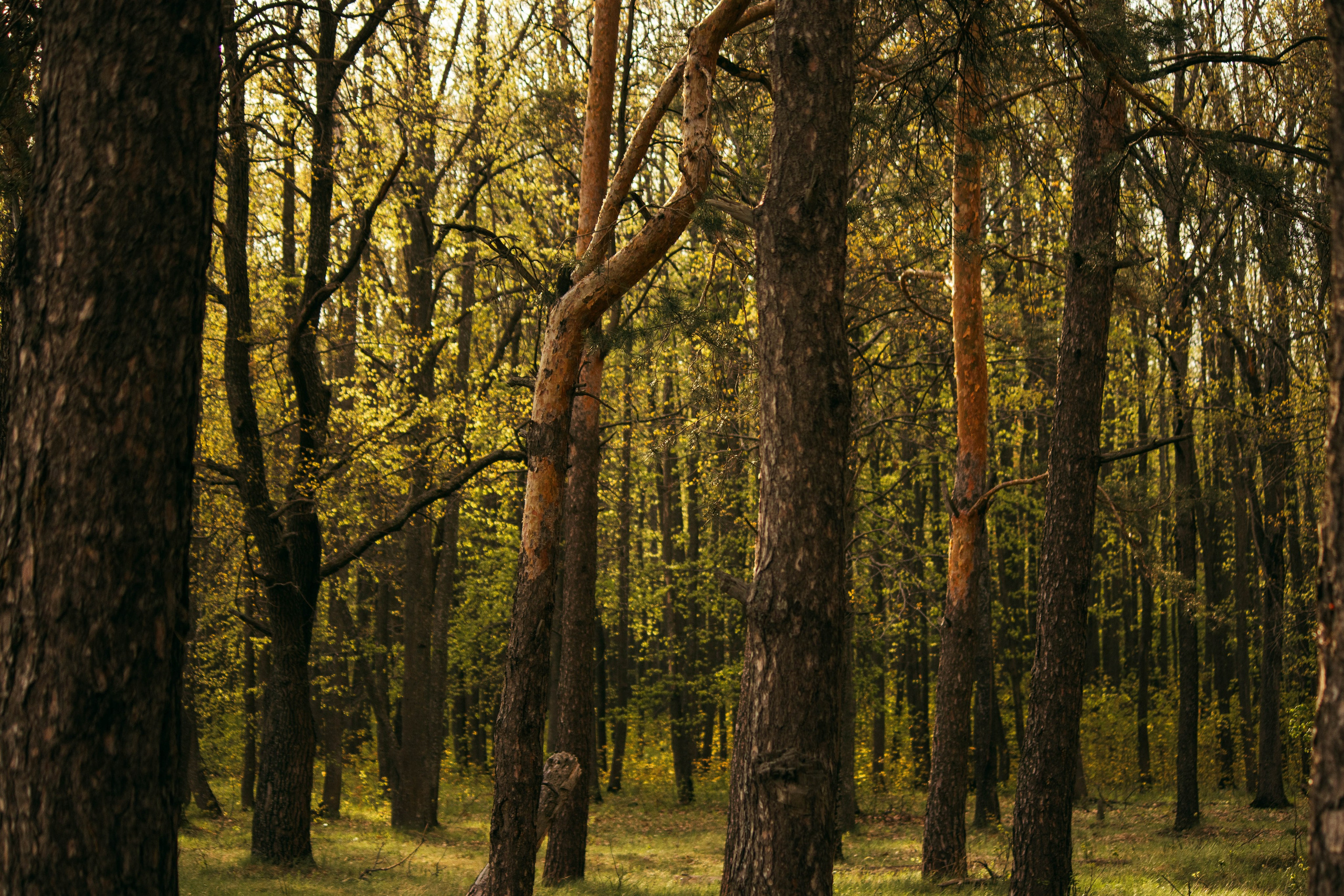Сокольская гора. Фотограф и видеограф в Бугульме Аня Трутнева