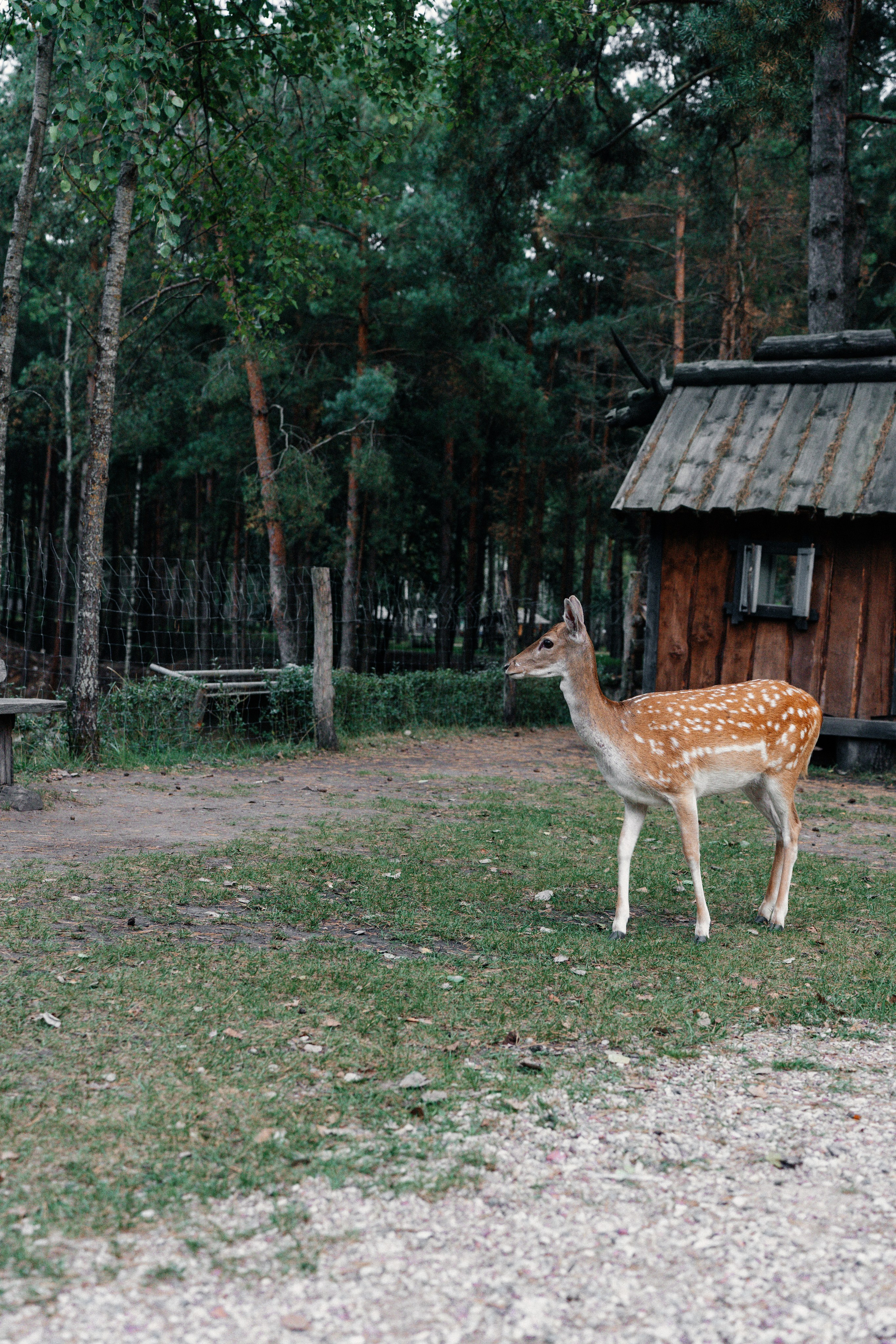 Диприз — в мире диких животных. Ваш семейный фотограф в Минске — Вика Трегубова
