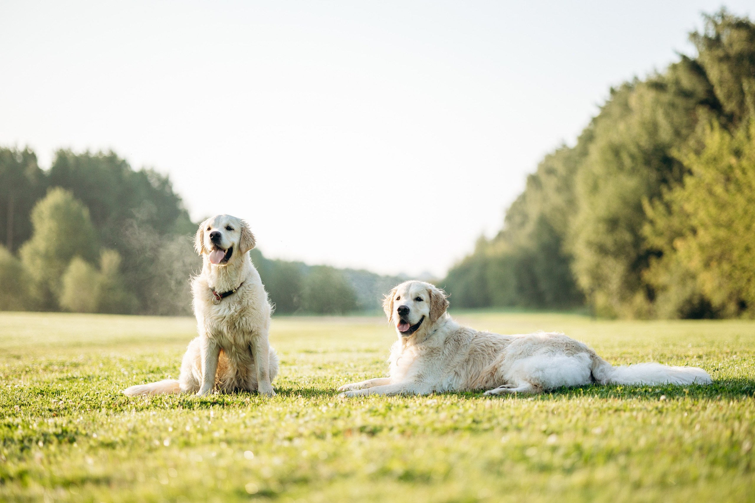 Ирина и ее золотинки. Фотограф — Анималист | Санкт-Петербург