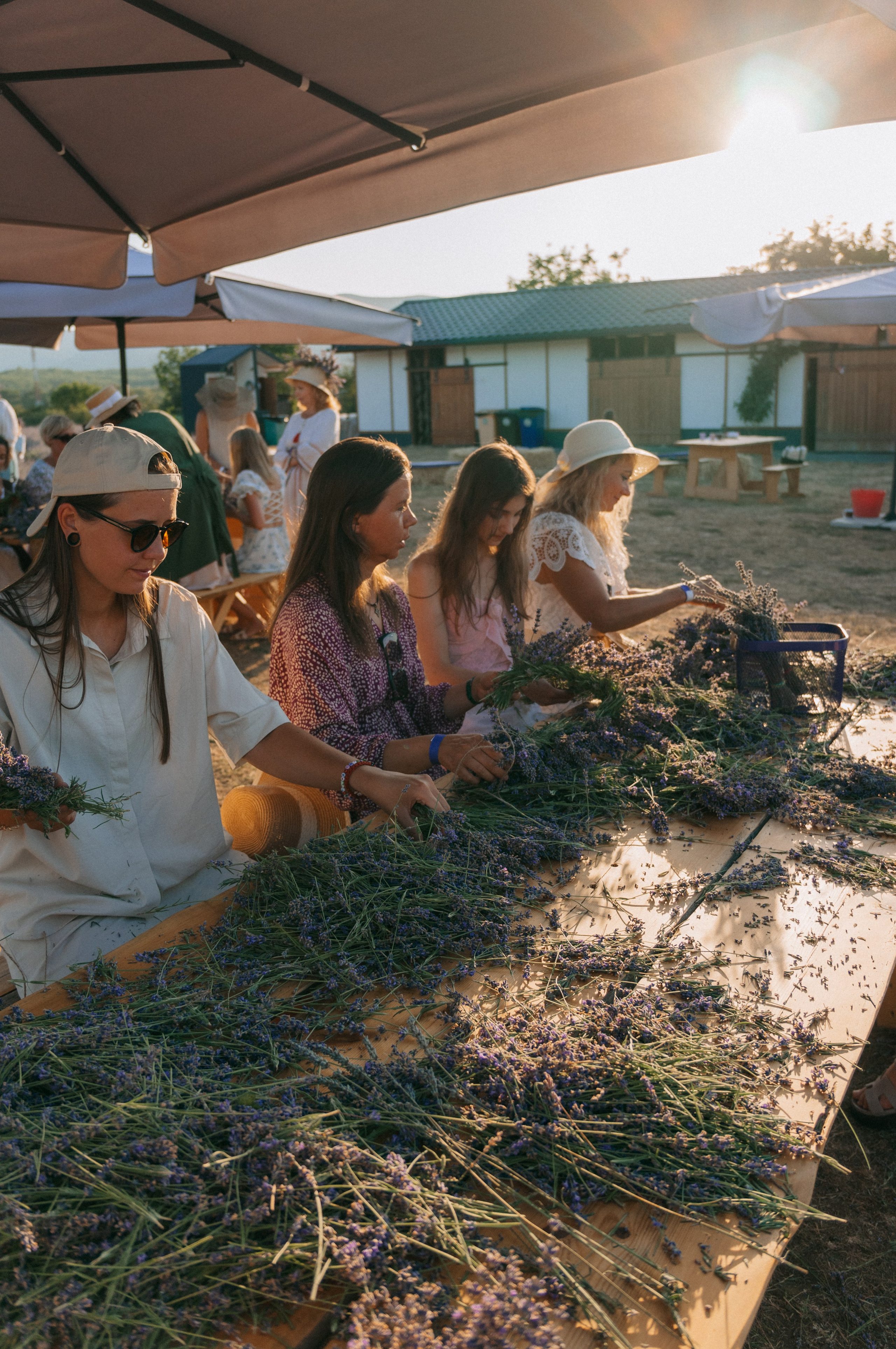 Сбор урожая | лавандовая ферма Viva Lavanda. Обо мне