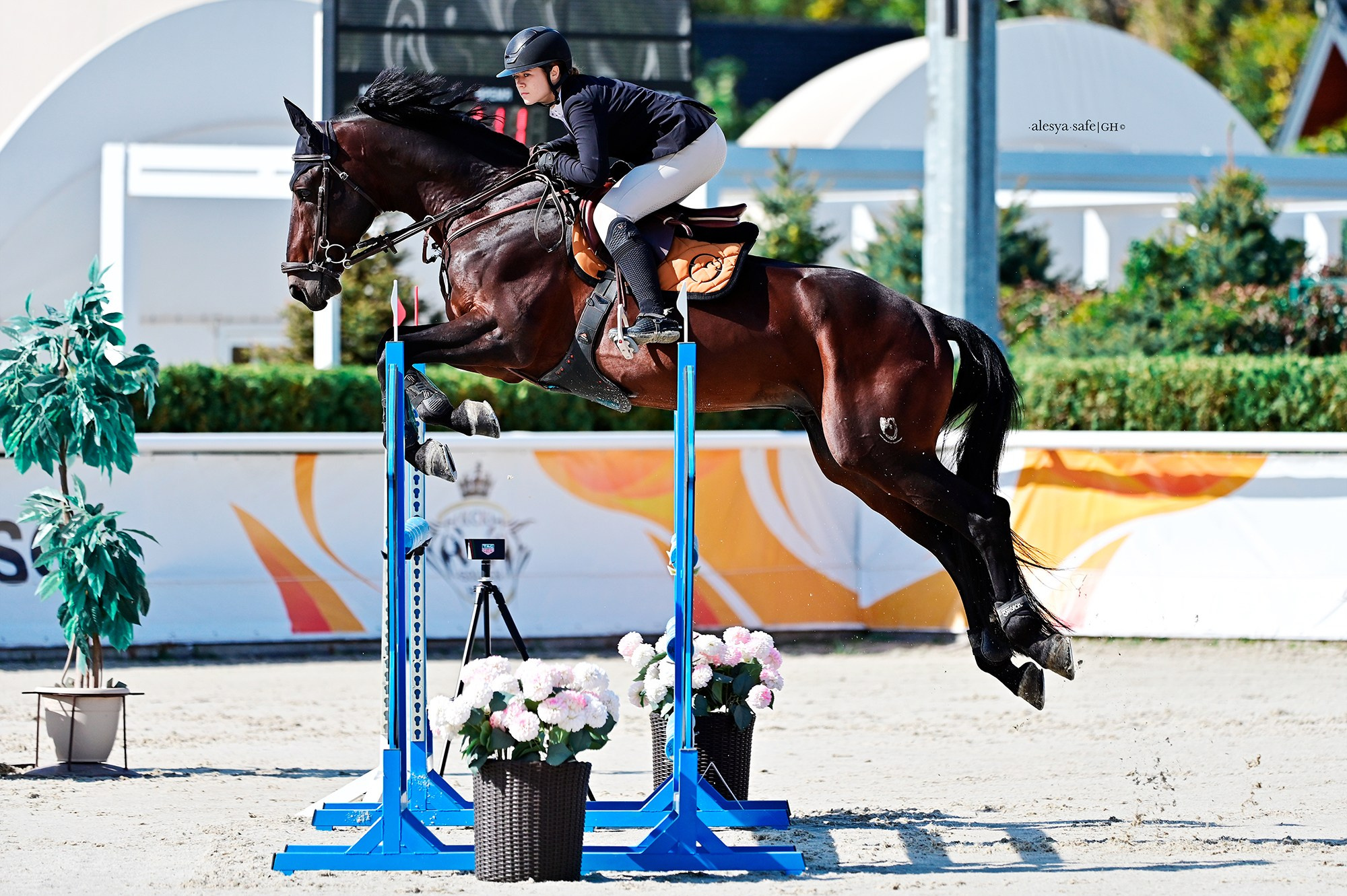 Голден. Конный фотограф Alesya Safe