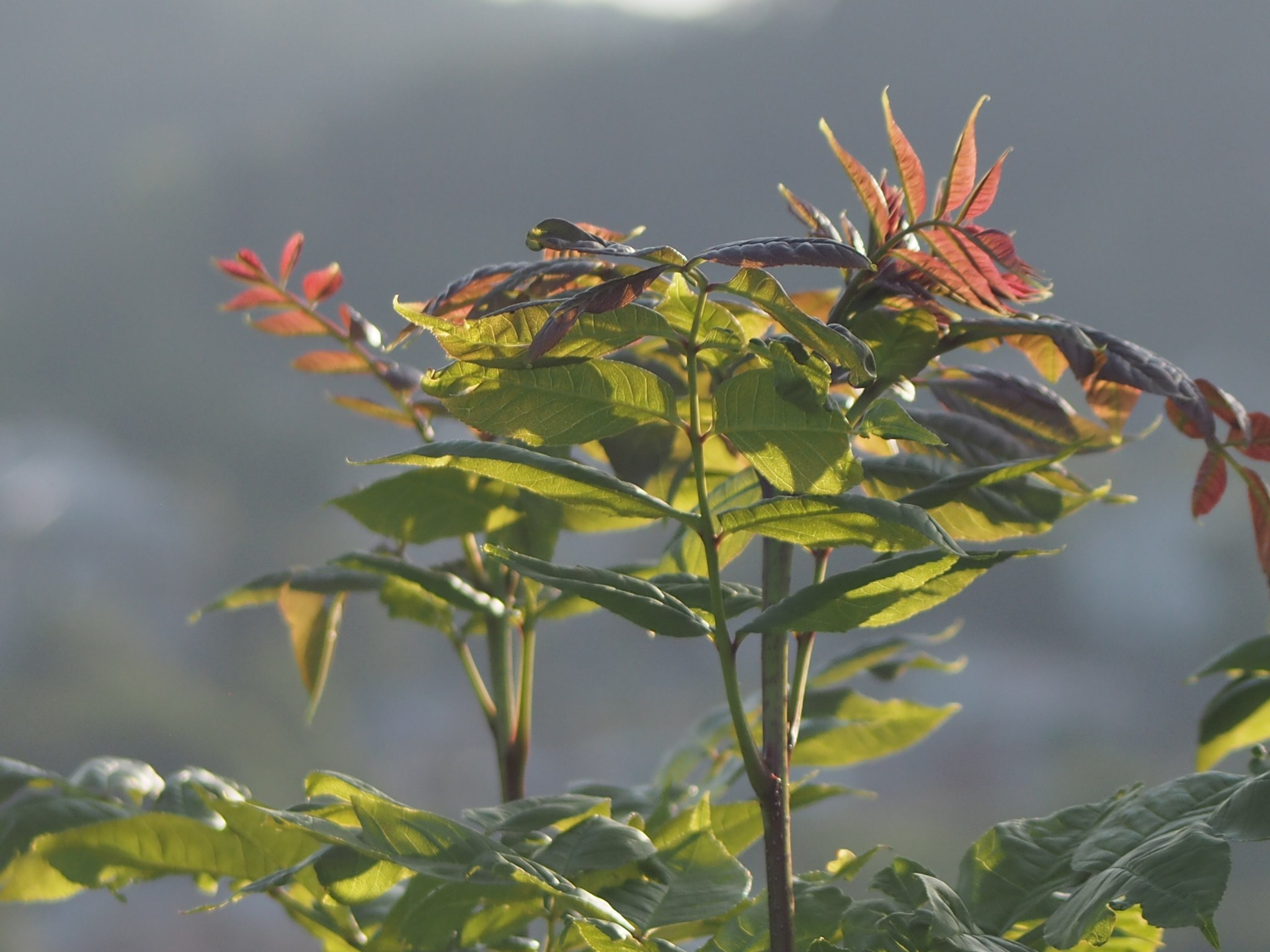 Флора и фауна. Смотри, красота!