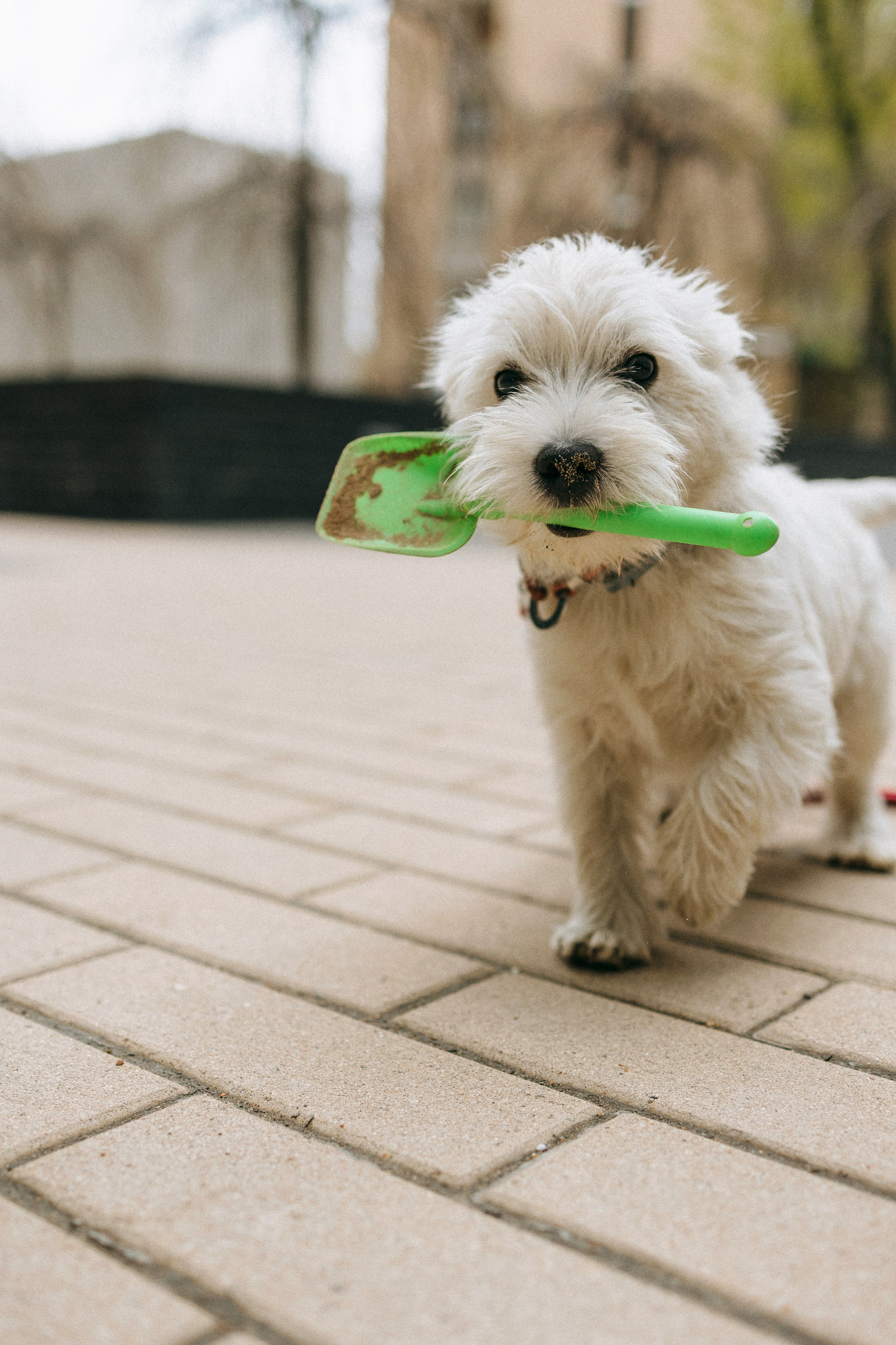 Снежуля, Мари и Саша. Фотограф анималист Анастасия Пикей