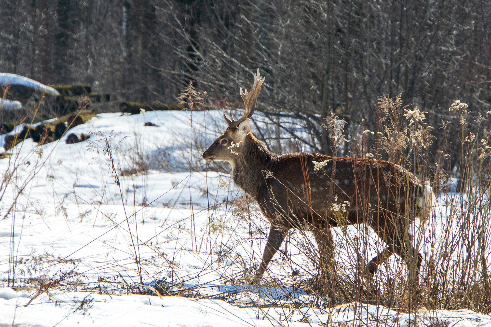 Животные. Ваш личный фотограф Марина Волкова