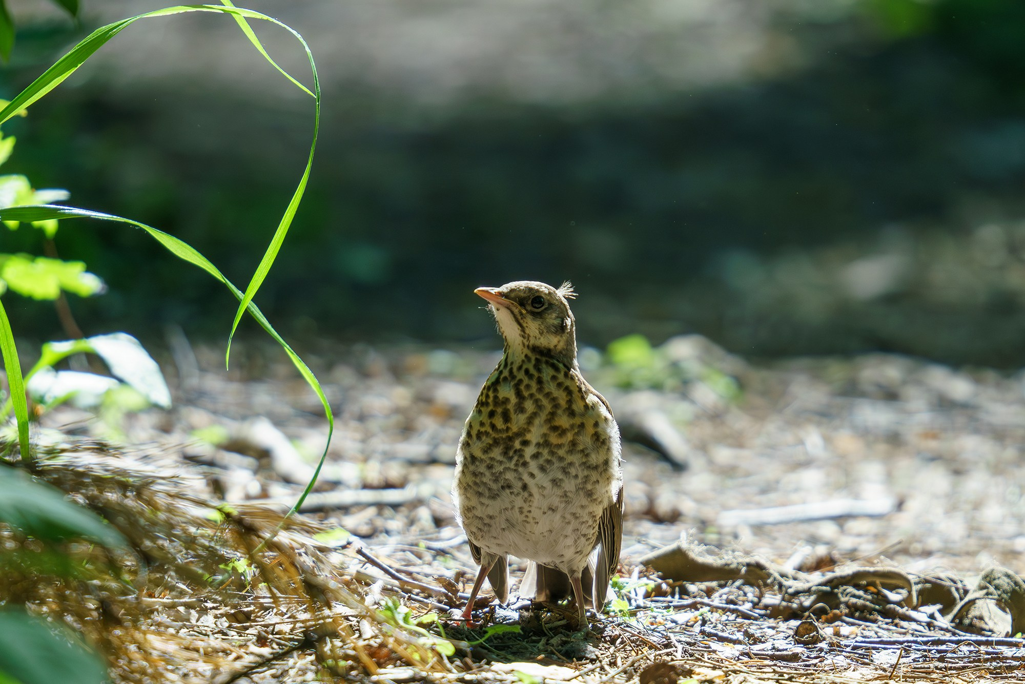 Удивительные мир птиц. Вокруг нас столько прекрасного — присмотритесь!. Ваш личный фотограф Марина Волкова