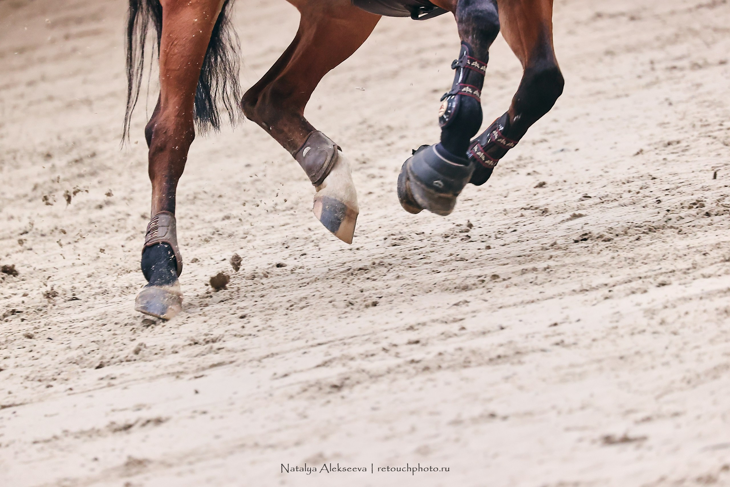 Кубок Президента ОАЭ по конкуру, Maxima Stables | 11'2023. Репортажный фотограф и ретушер в Москве Наталья Алексеева