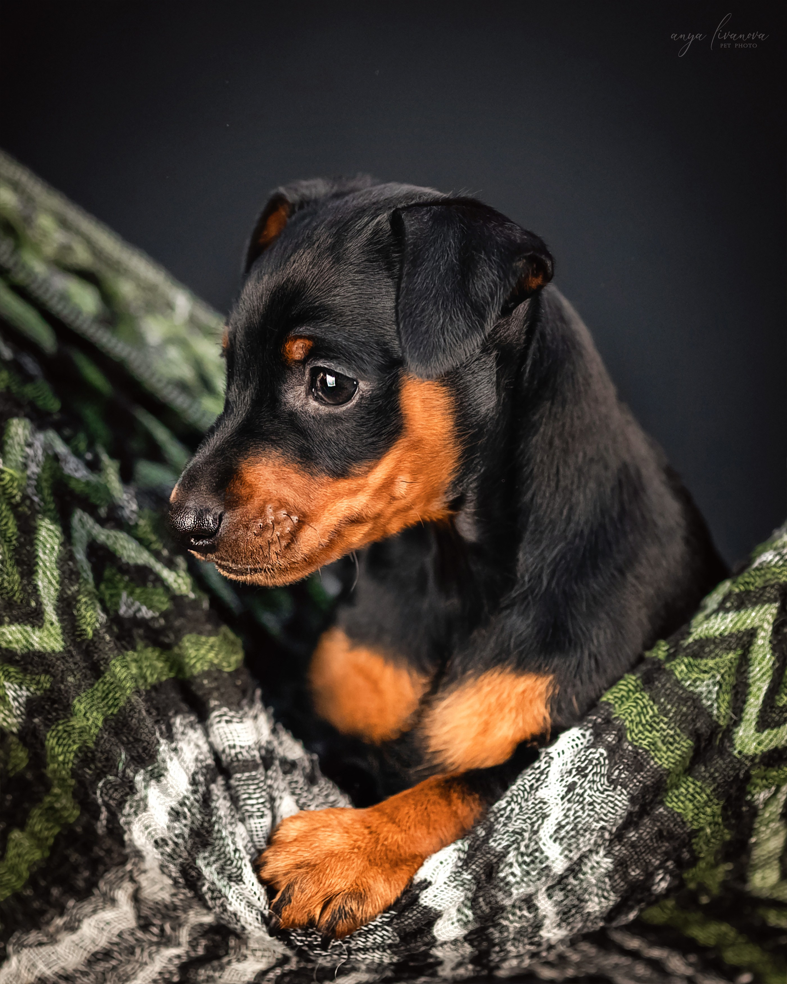Пинчер. Фотограф анималист Аня Ливанова | Рыбинск