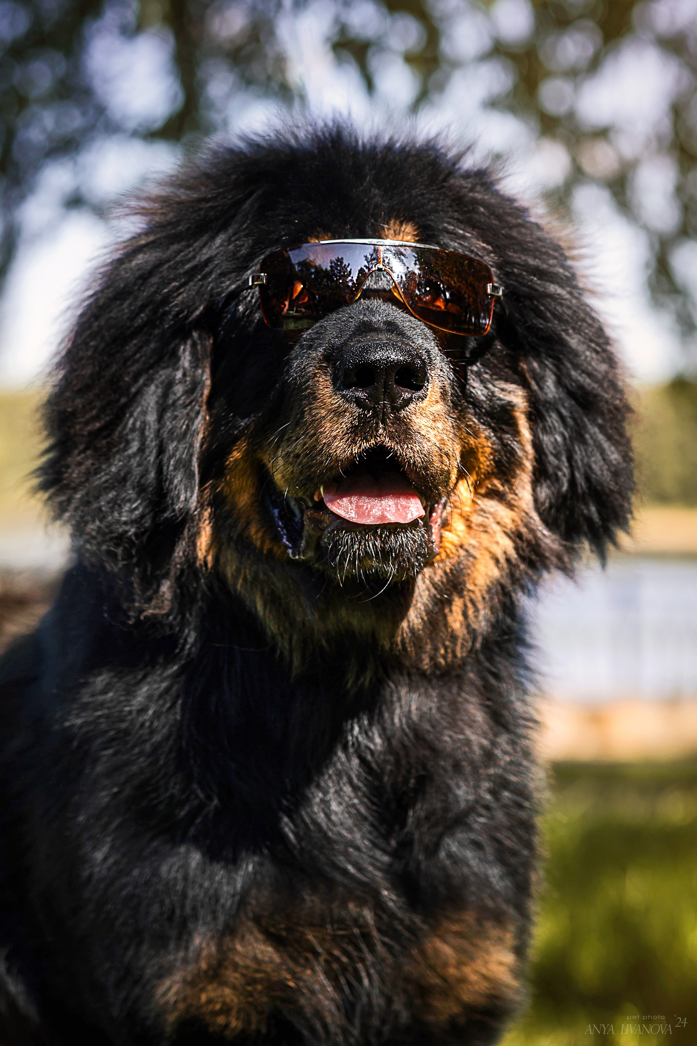 Адмирал. Фотограф анималист Аня Ливанова | Рыбинск