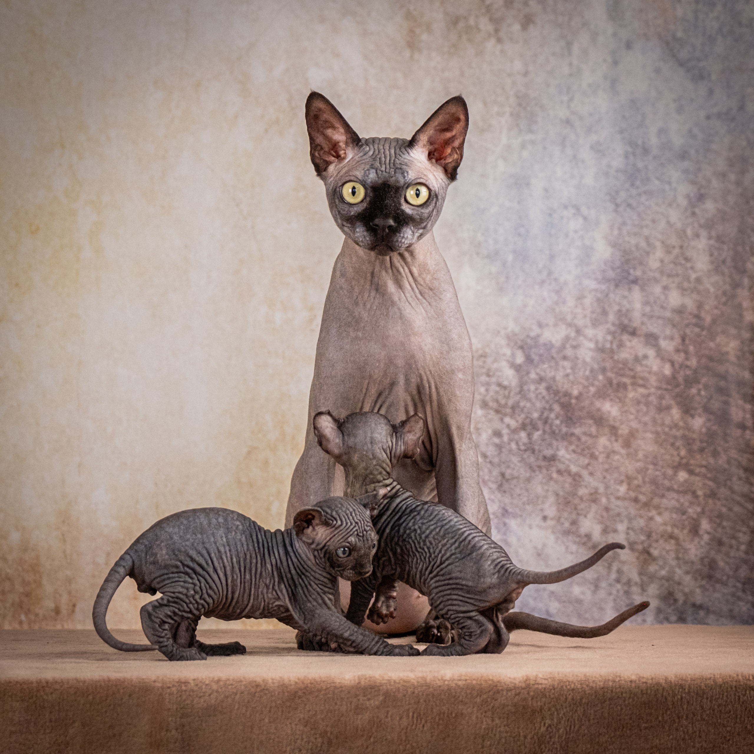 Сфинксы и эльфы для Никиты!. Зоофотограф, фотограф животных в Москве и области Дина Дамоцева