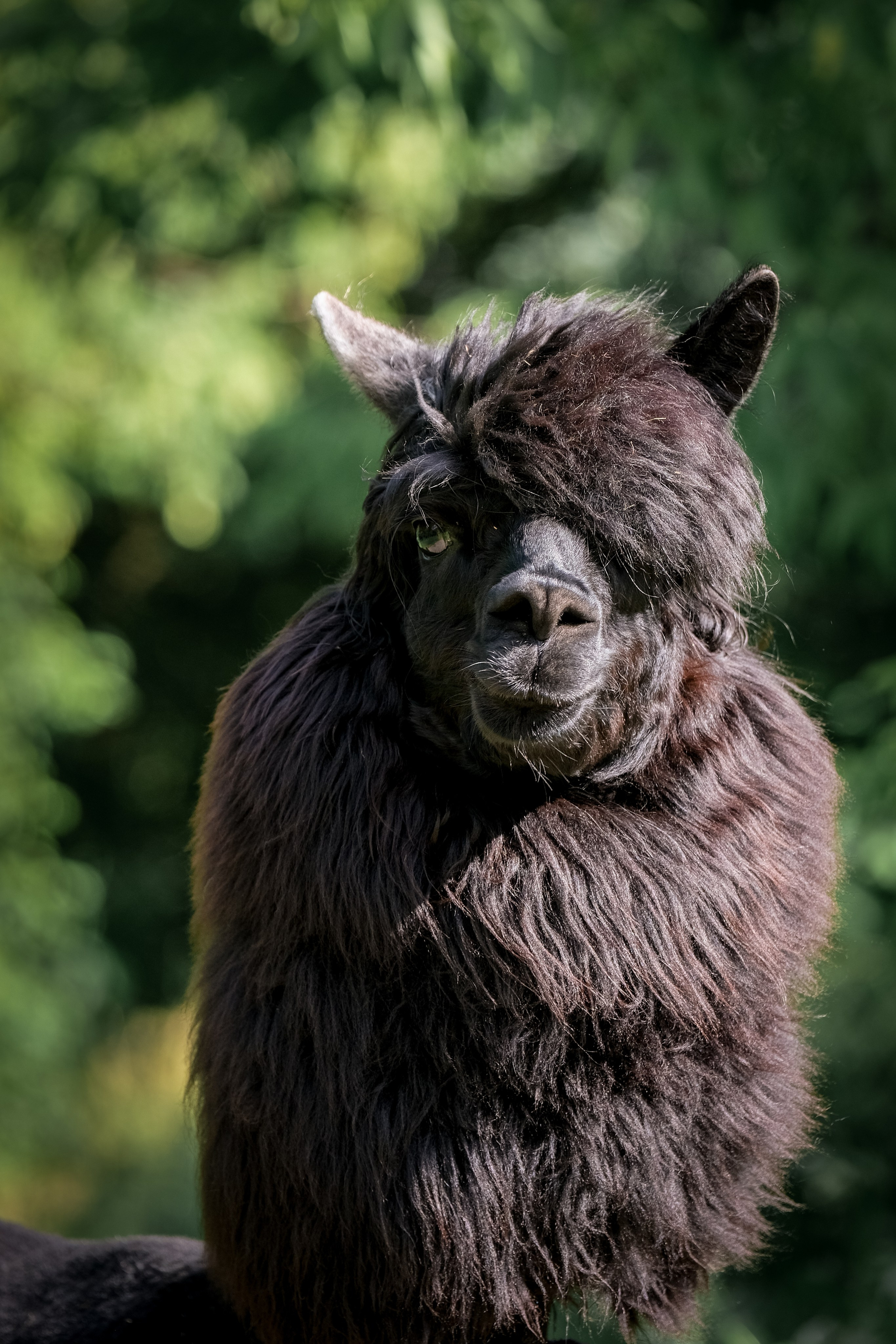 Альпаки). Зоофотограф, фотограф животных в Москве и области Дина Дамоцева