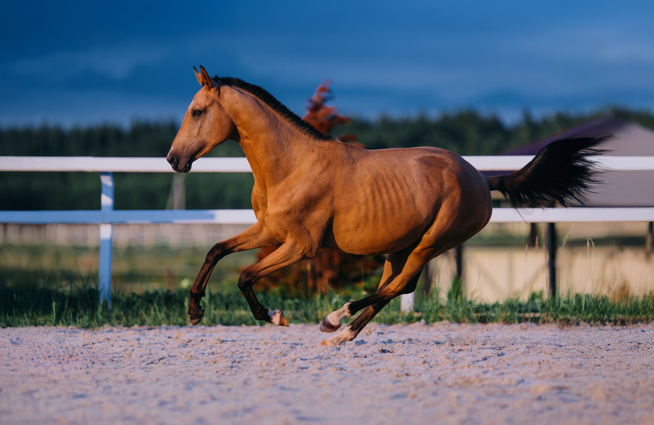 В движении. Фотограф-анималист Ксендзова Кристина