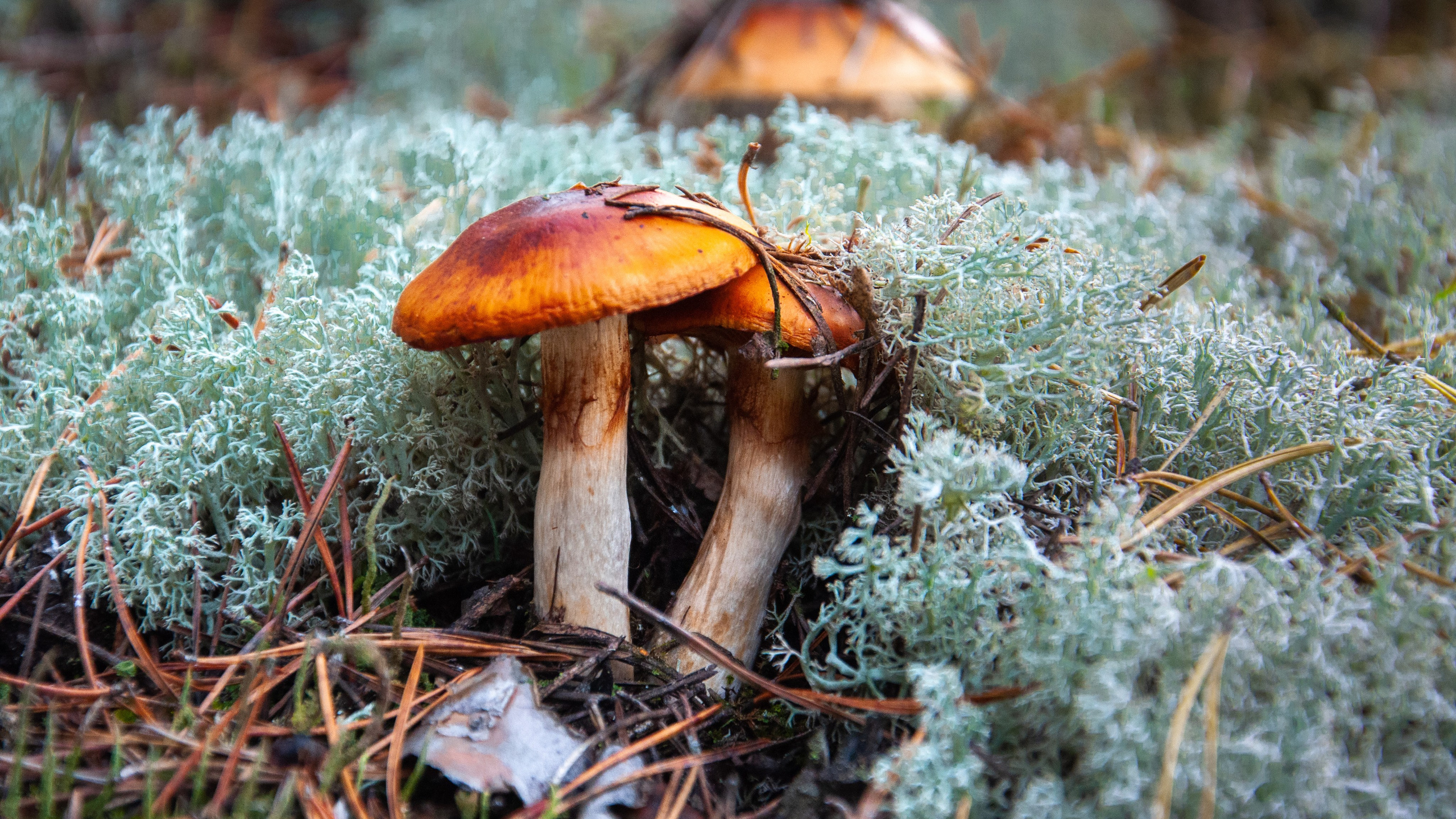 Суворовские карьеры. Пейзажная и архитектурная фотография в Туле, Татьяна Silva