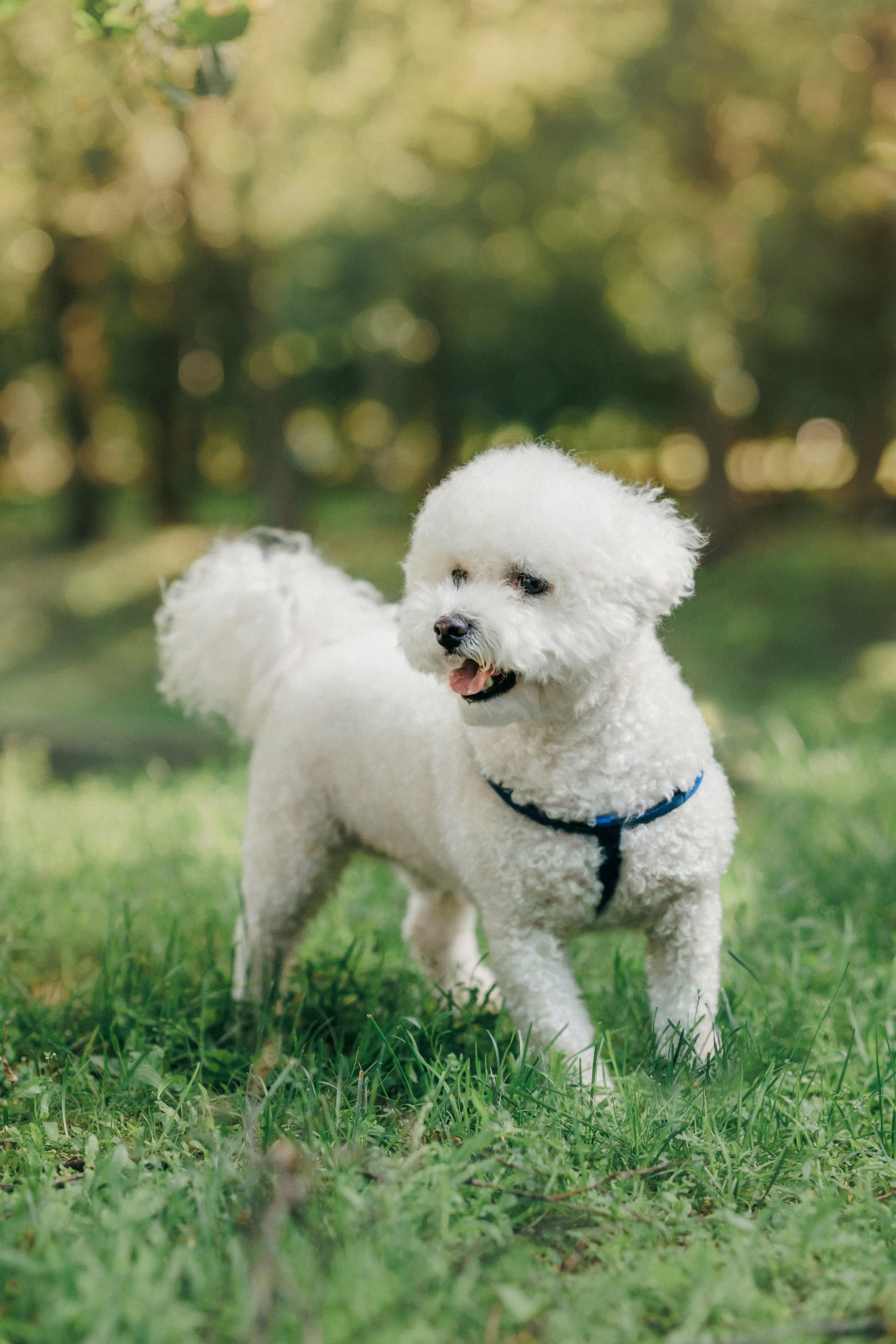 Марина, Данил и Бруно. Фотограф-анималист Елена Радченко, Москва