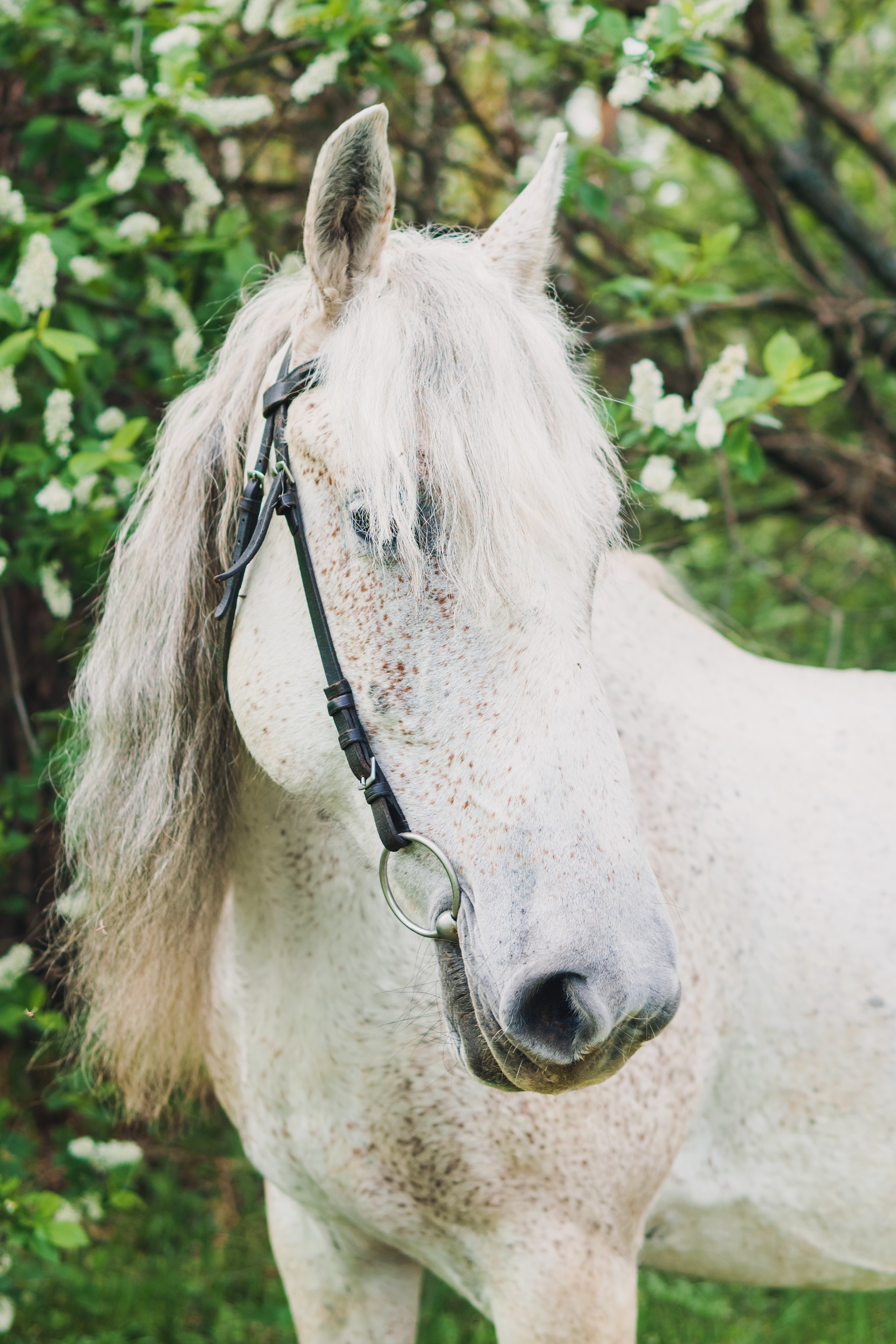 Life with horse. Saamill