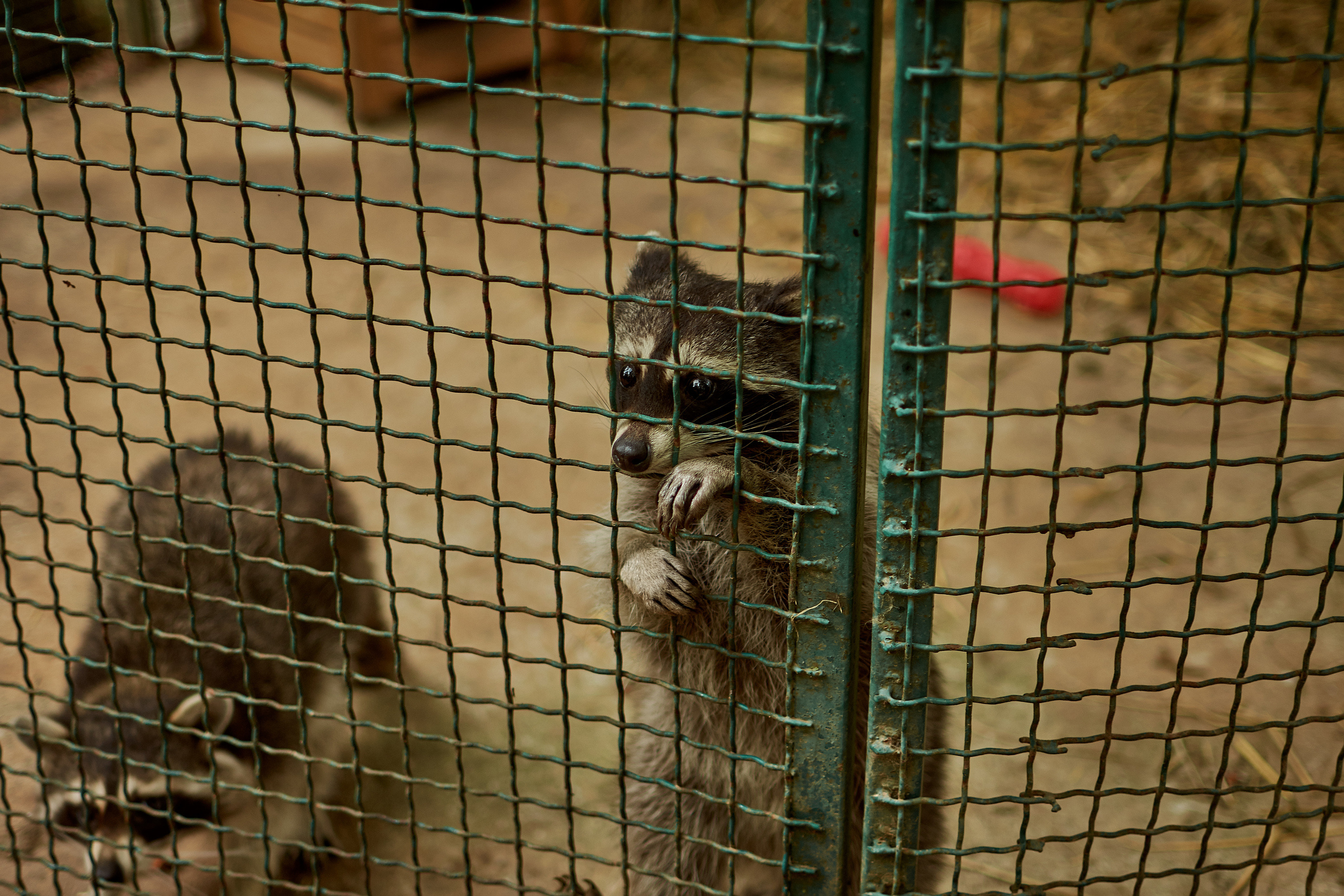 Екатерина и Михаил. Таучелов Сергей. Фотограф, Видеограф, Видеооператор в Симферополе