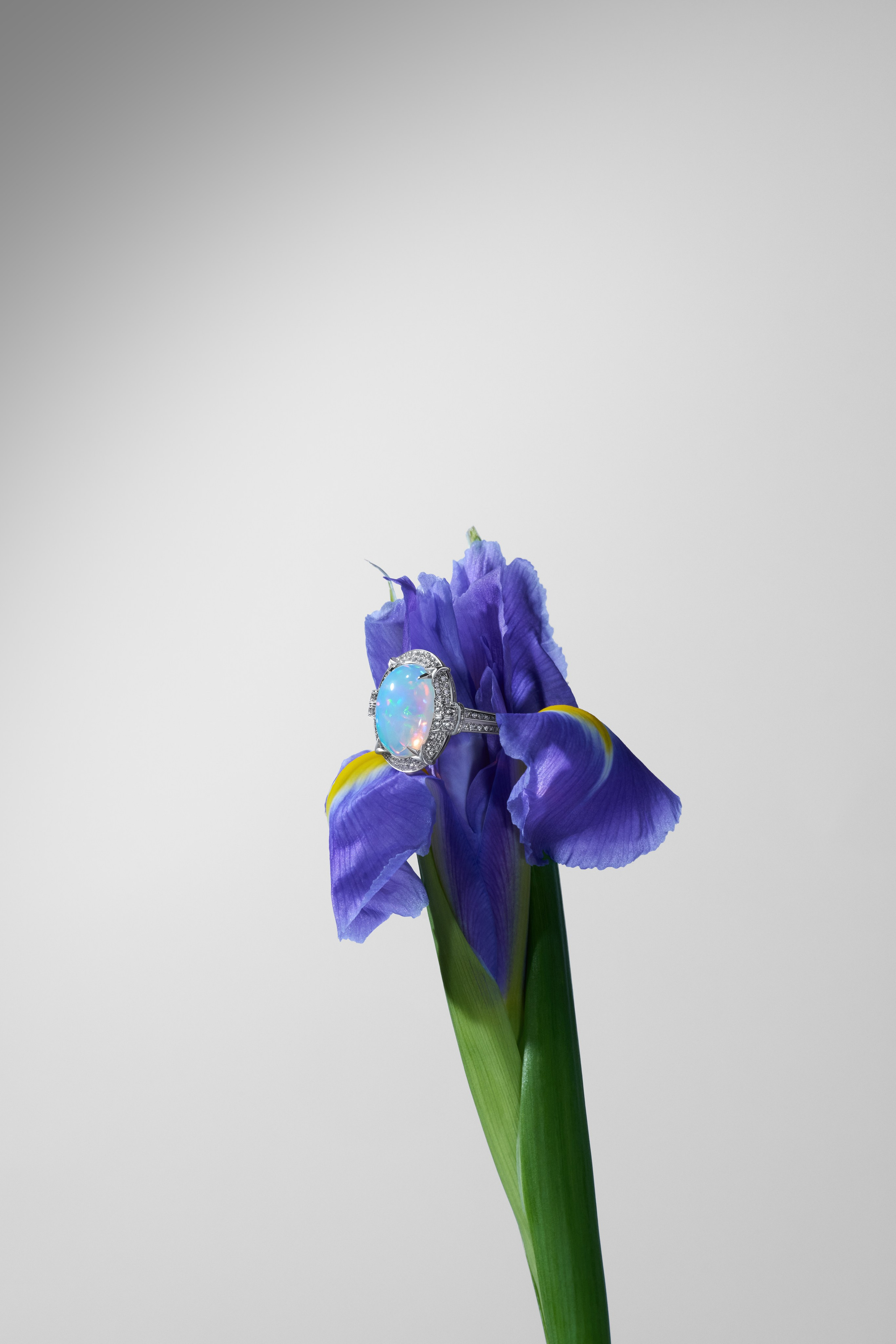 Украшения. Оксана Ильенко. Предметный фотограф и сет-дизайнер, Санкт-Петербург