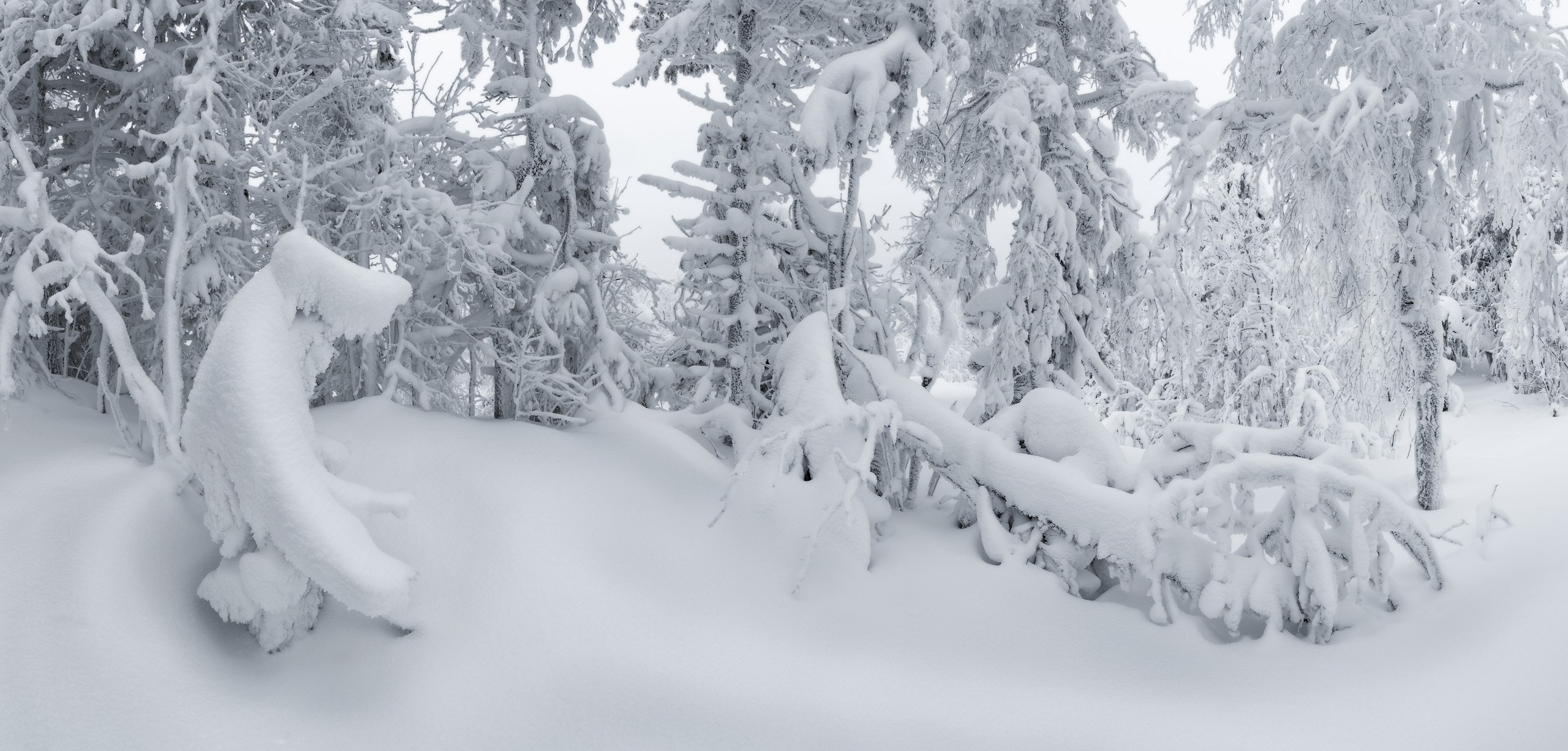 Зимняя жизнь леса на горе Белая - тишина, следы зверей и хруст снега под ногами.  