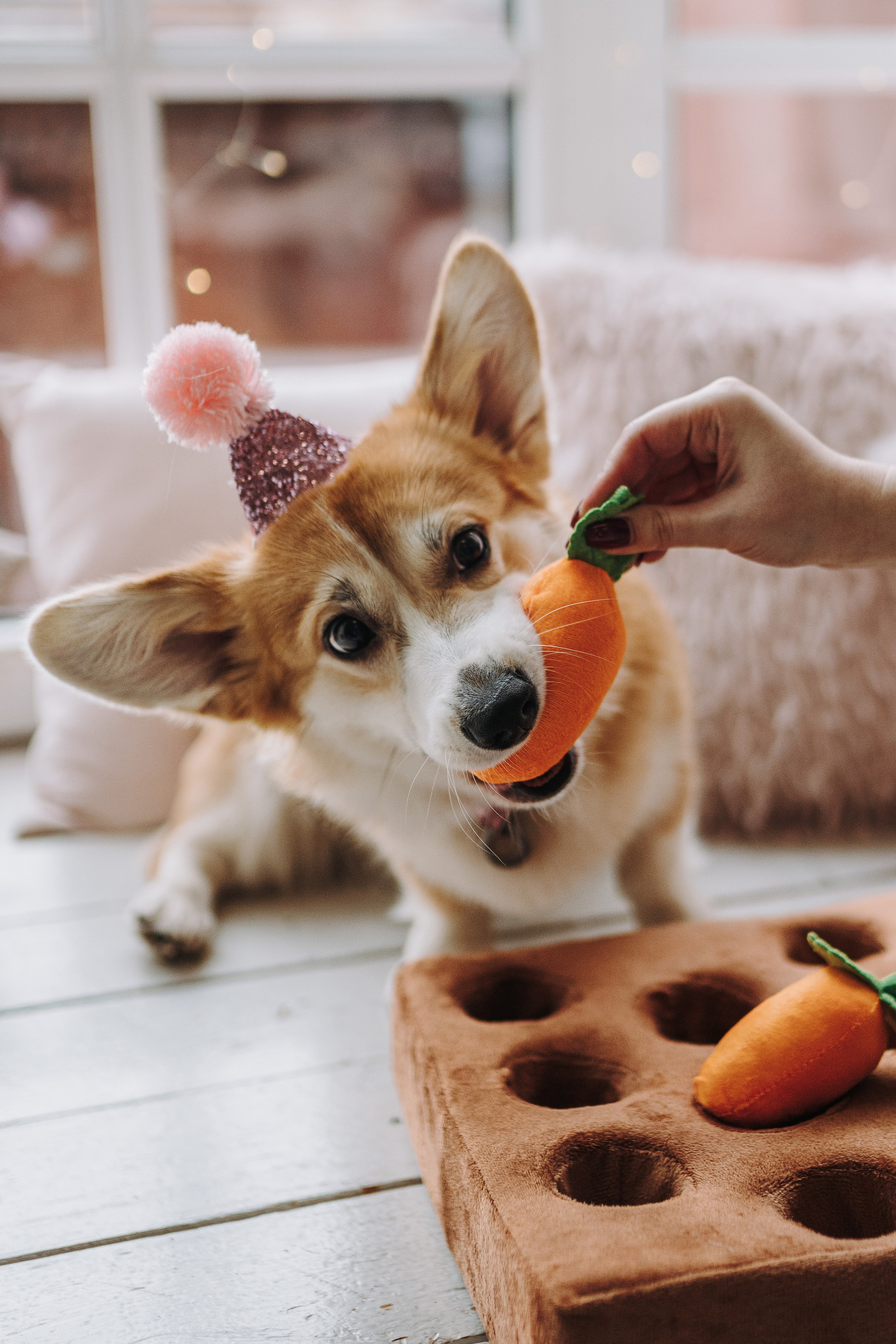Александра и Бри. Фотограф анималист в Спб недорого Олеся Майорова