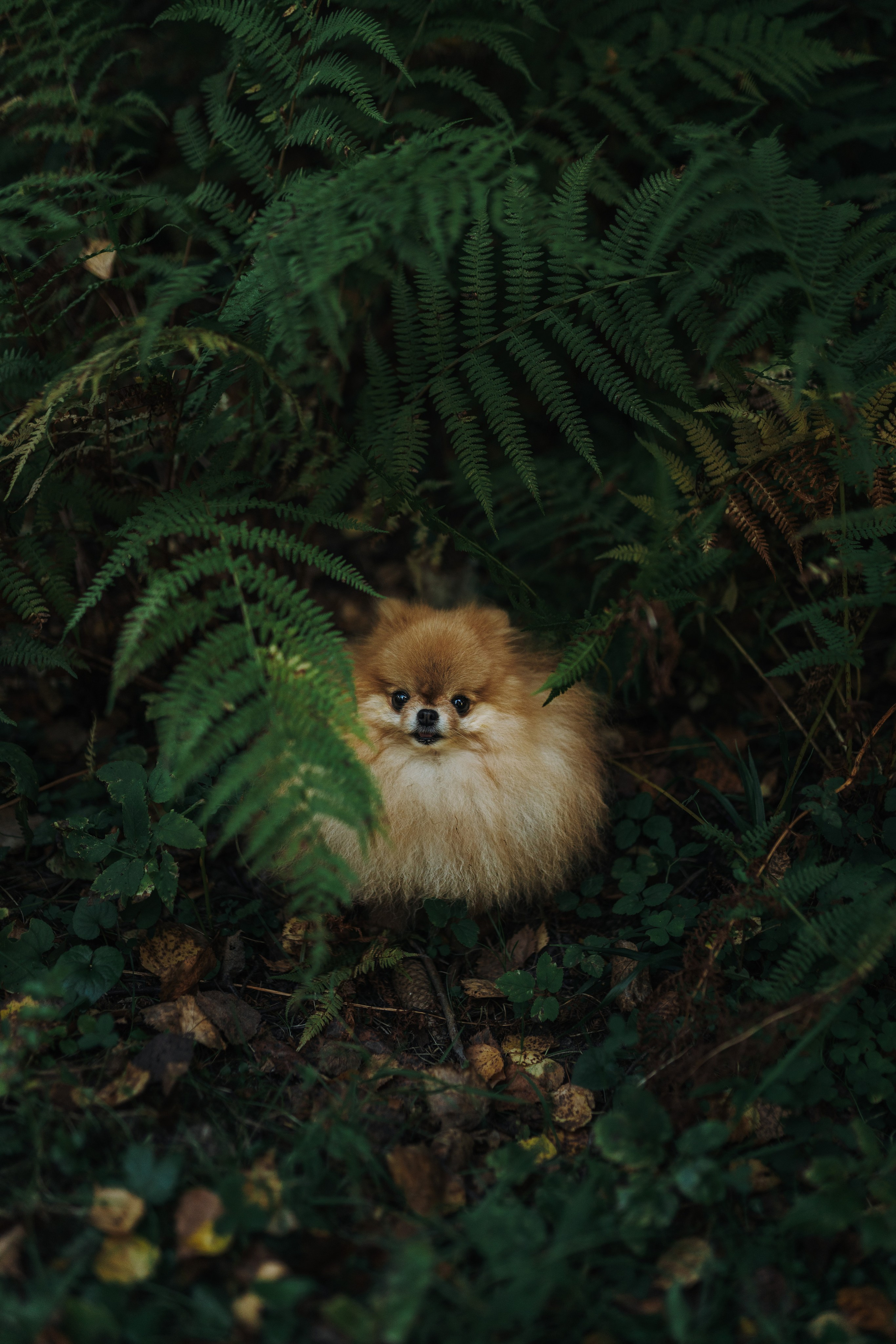 Наталья и Софа. Фотограф анималист в Спб недорого Олеся Майорова