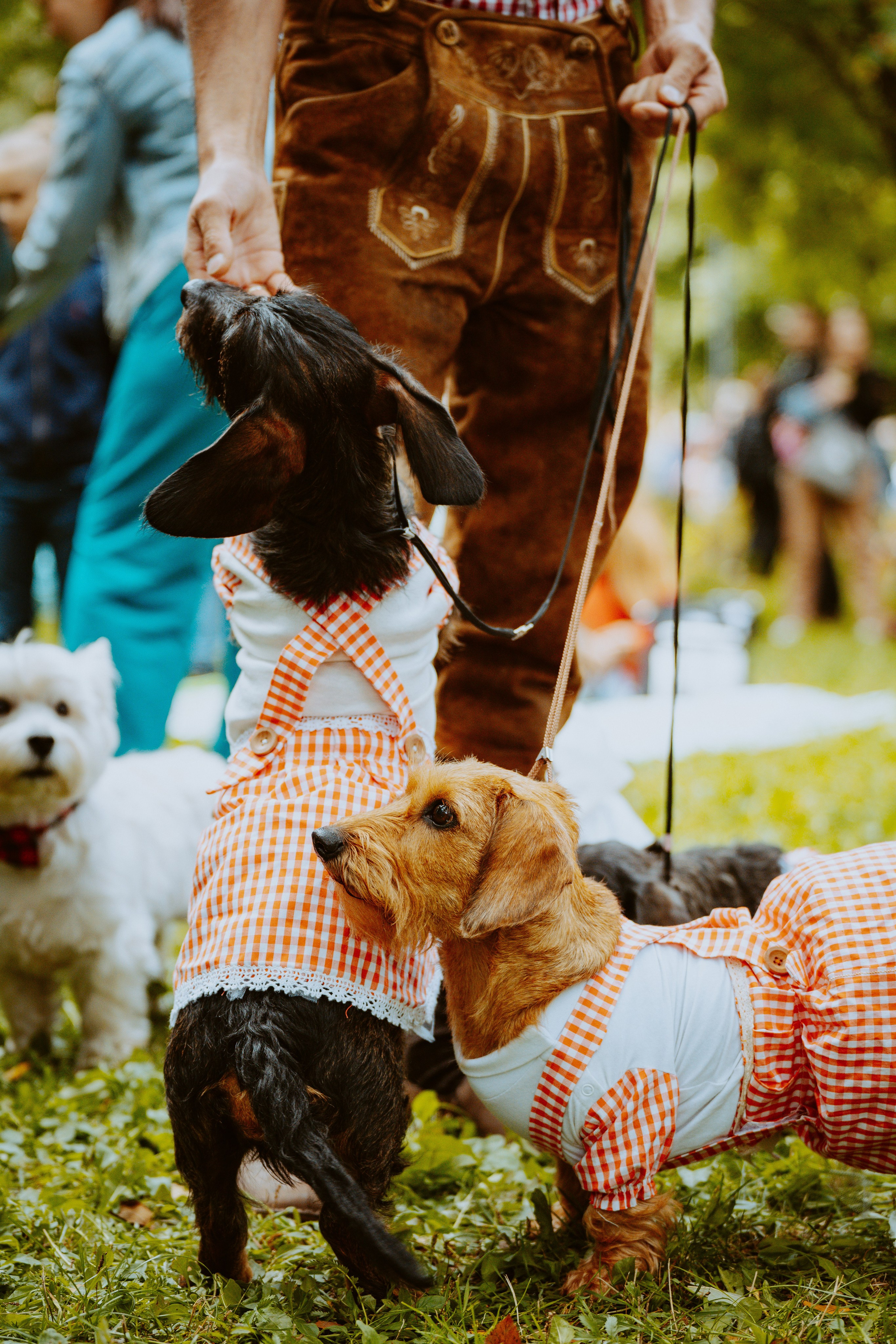 Такспарад. Фотограф анималист в Спб недорого Олеся Майорова