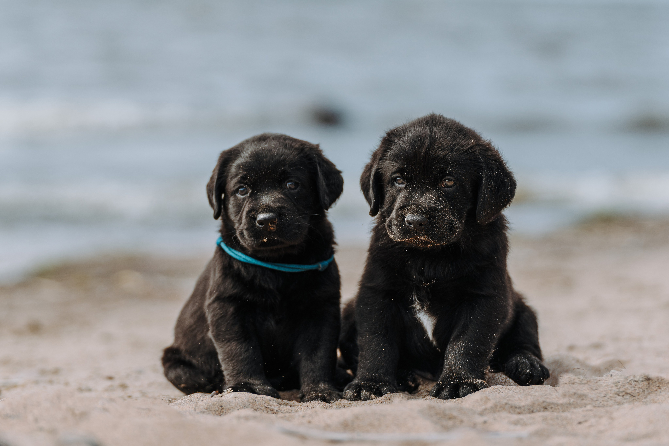 Лабрадорчики на пляже. Фотограф анималист в Спб недорого Олеся Майорова