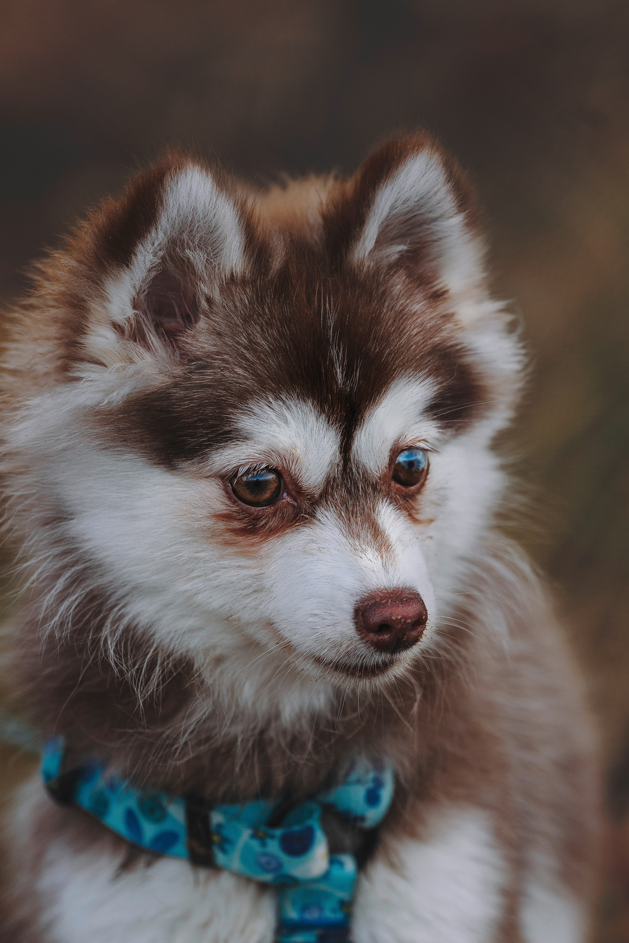 Катерина и Дрэка. Фотограф анималист в Спб недорого Олеся Майорова