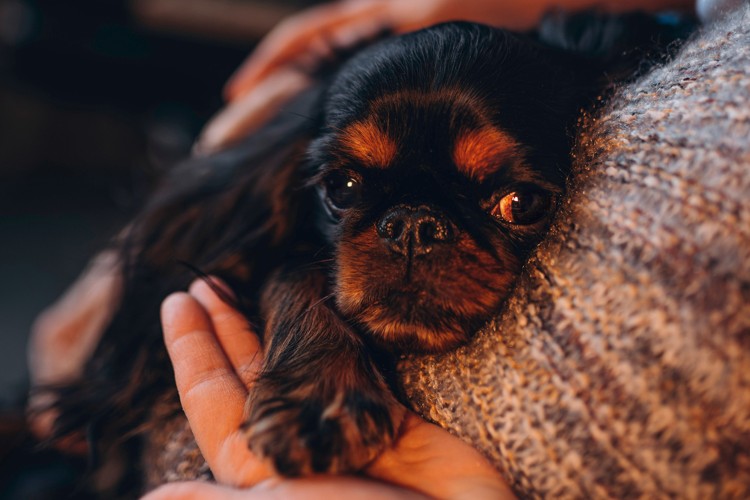 Ариша и её семья. Фотограф анималист в Спб недорого Олеся Майорова