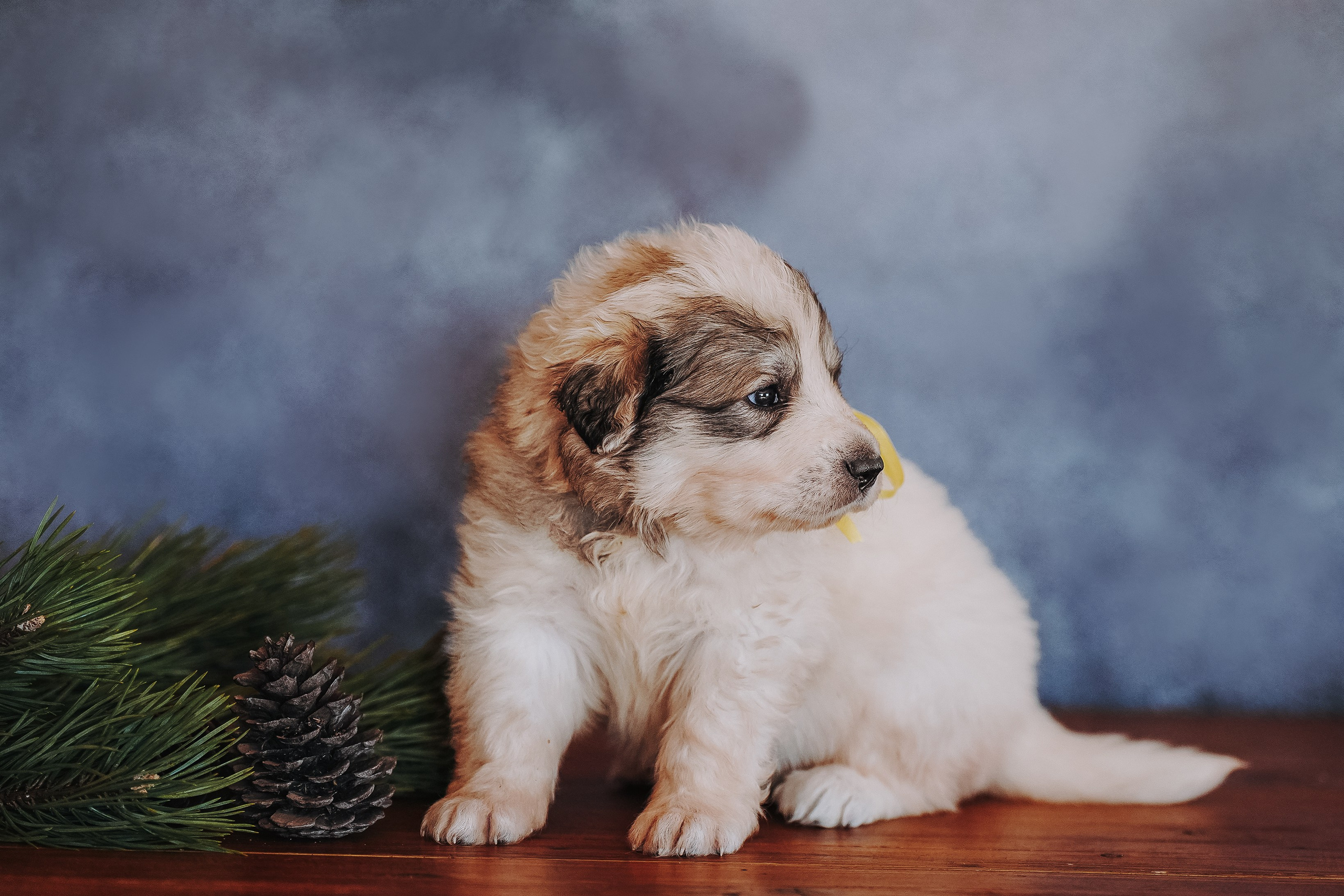 Пиренейские горные. Фотограф анималист в Спб недорого Олеся Майорова