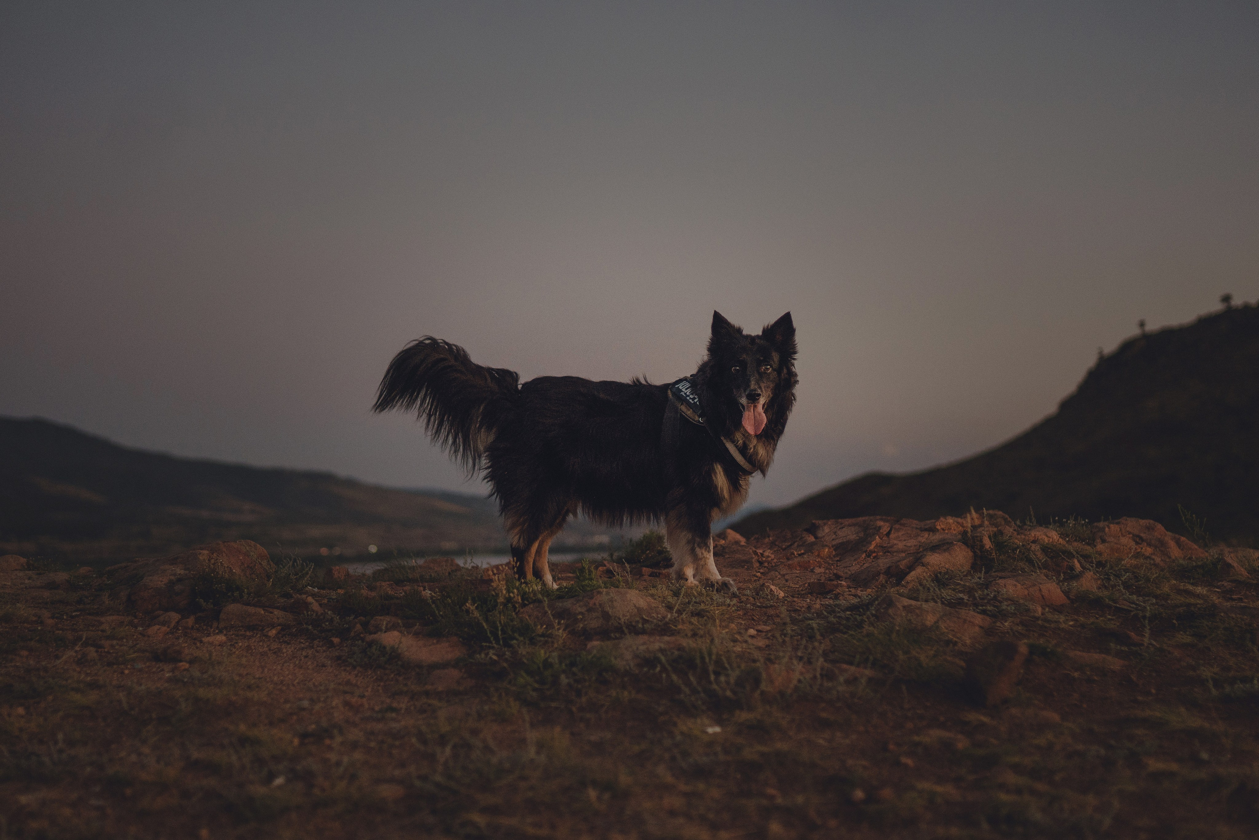 Настя и Умка. Фотограф анималист в Спб недорого Олеся Майорова