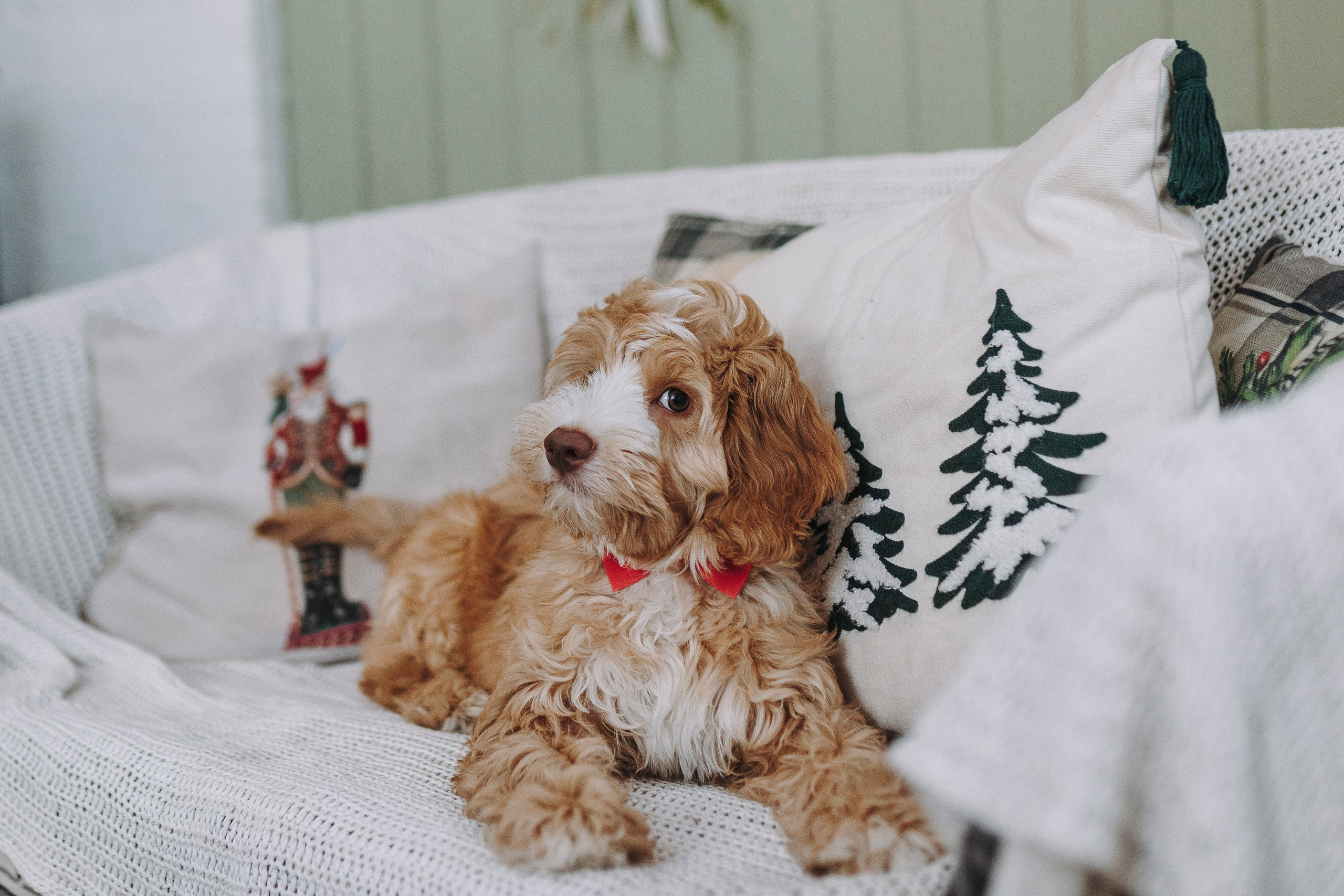 Мёрфи, Таня и Антон. Фотограф анималист в Спб недорого Олеся Майорова