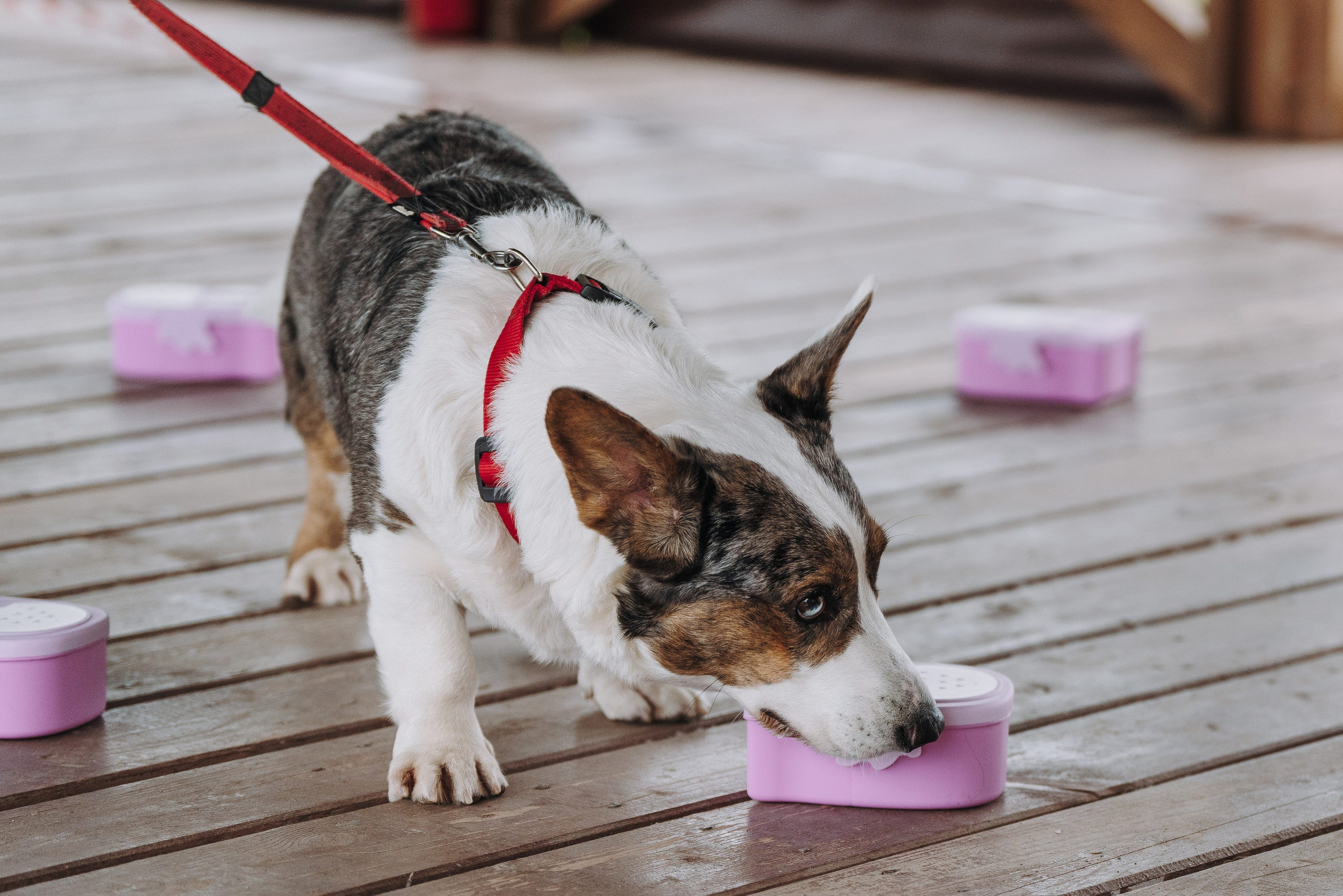 Соревнования по ноузворку в Лосево. Фотограф анималист в Спб недорого Олеся Майорова