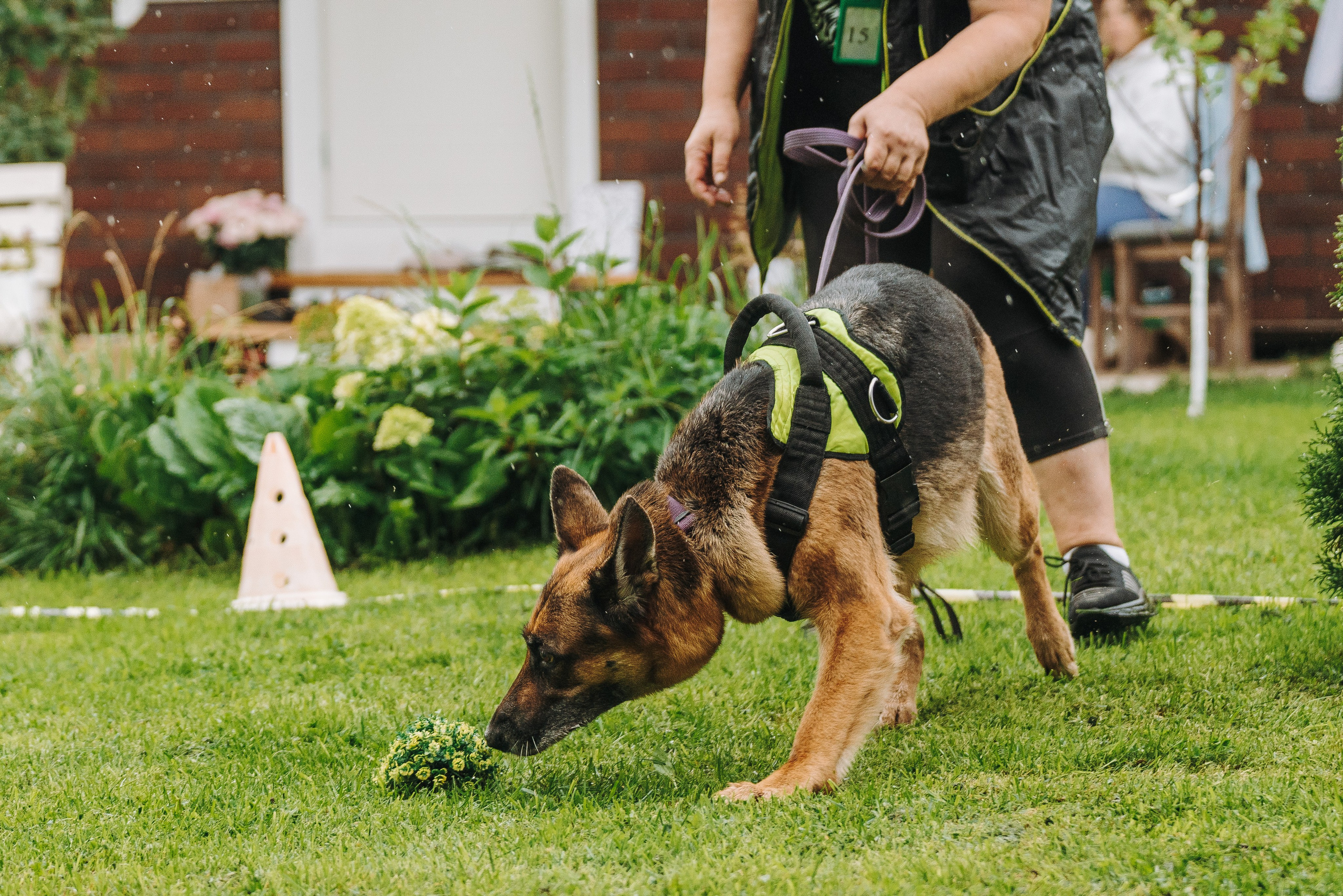 Соревнования по ноузворку в Новожилово. Фотограф анималист в Спб недорого Олеся Майорова