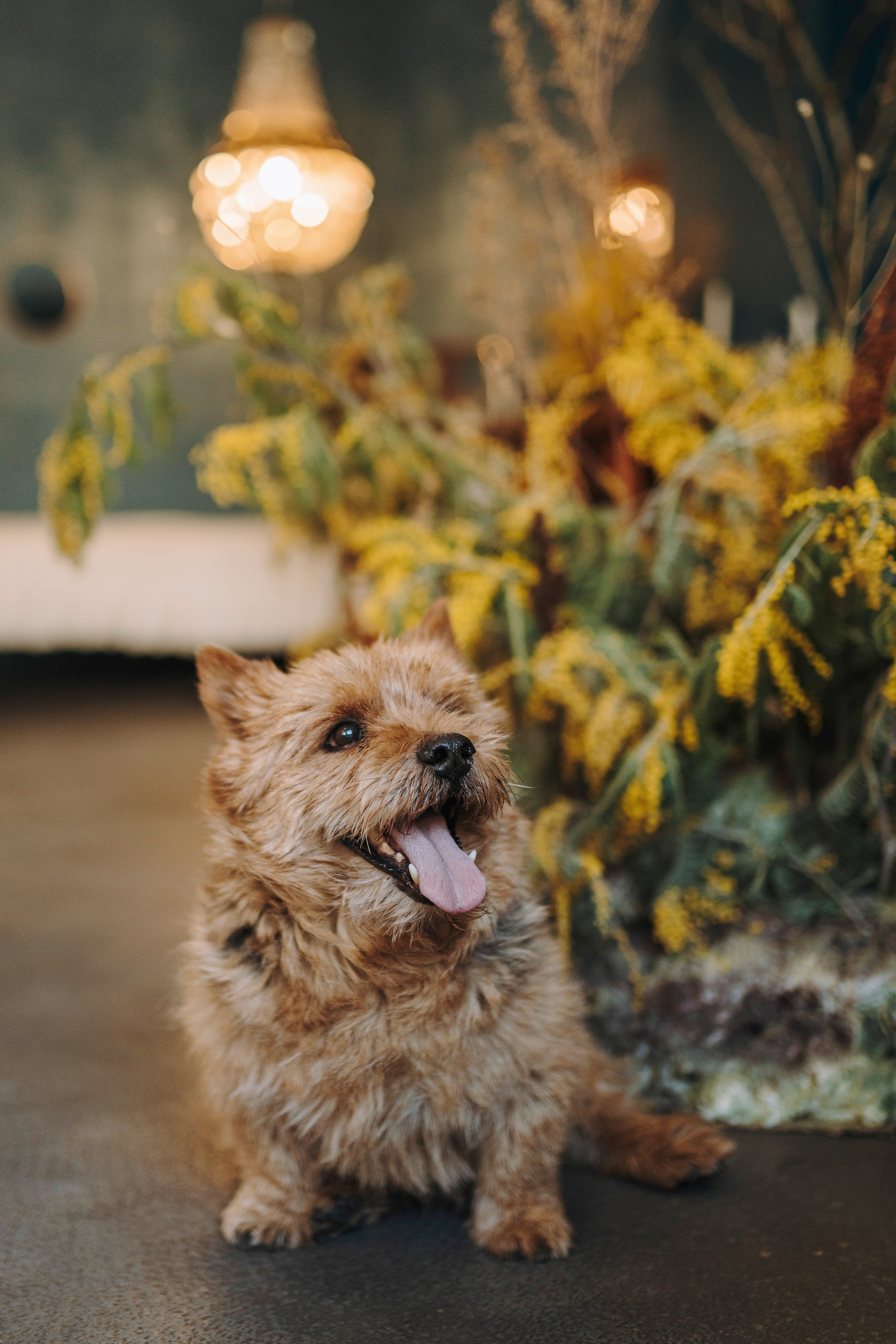 Маша и Рамси. Фотограф анималист в Спб недорого Олеся Майорова