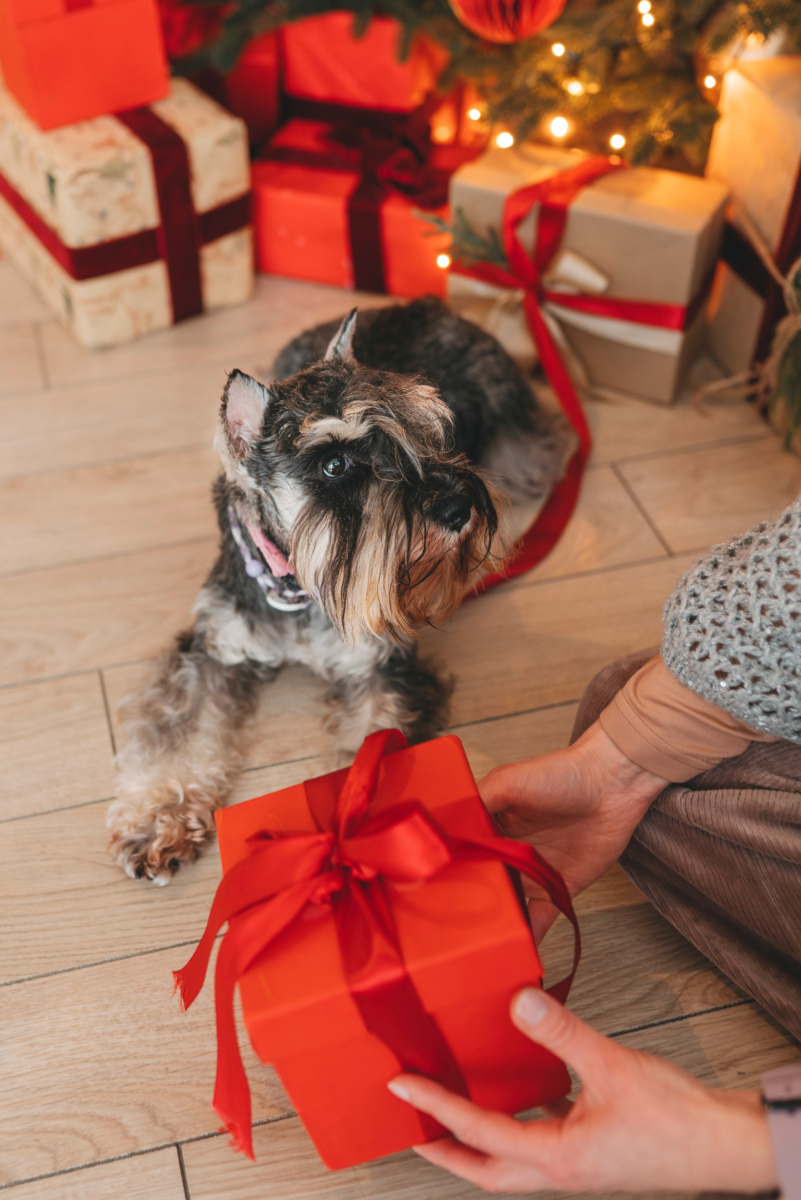 Ольга и Сатори. Фотограф анималист в Спб недорого Олеся Майорова