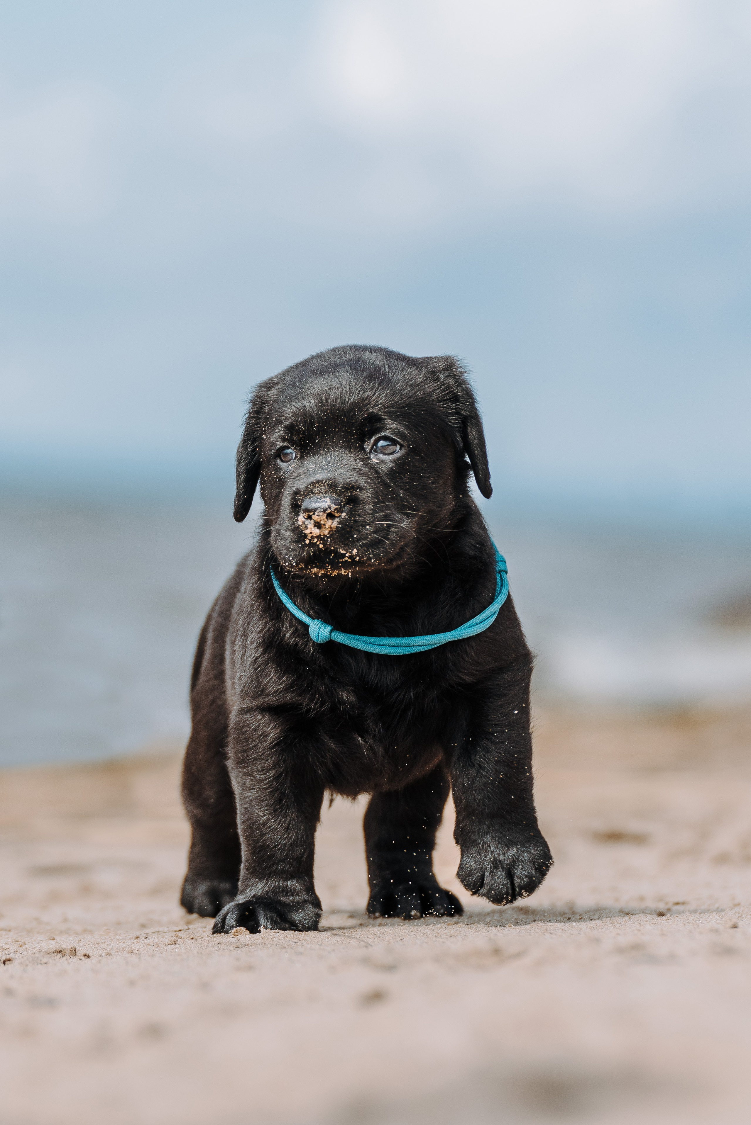 Лабрадорчики на пляже. Фотограф анималист в Спб недорого Олеся Майорова
