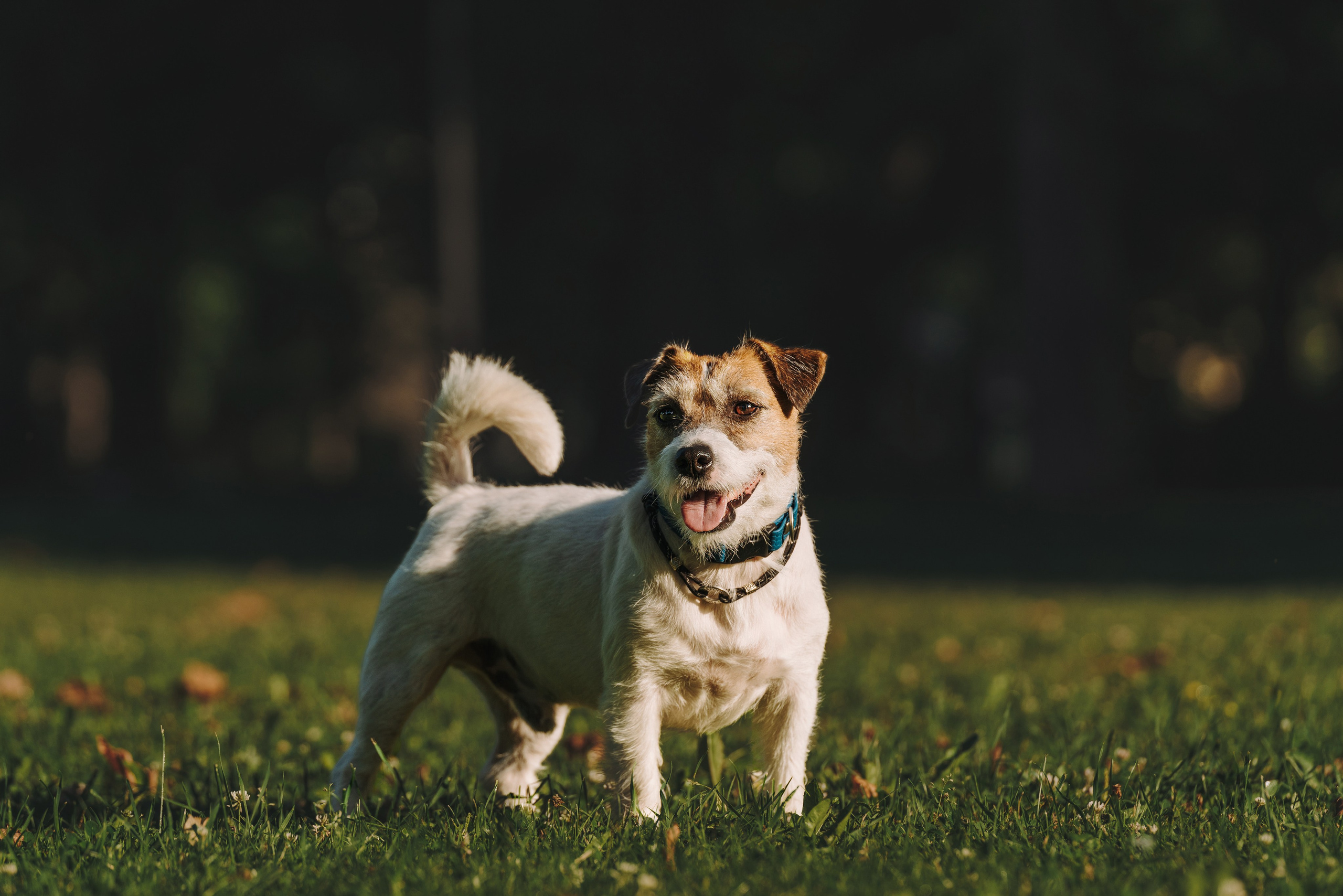 Ларс, Лукас и Ольга. Фотограф анималист в Спб недорого Олеся Майорова