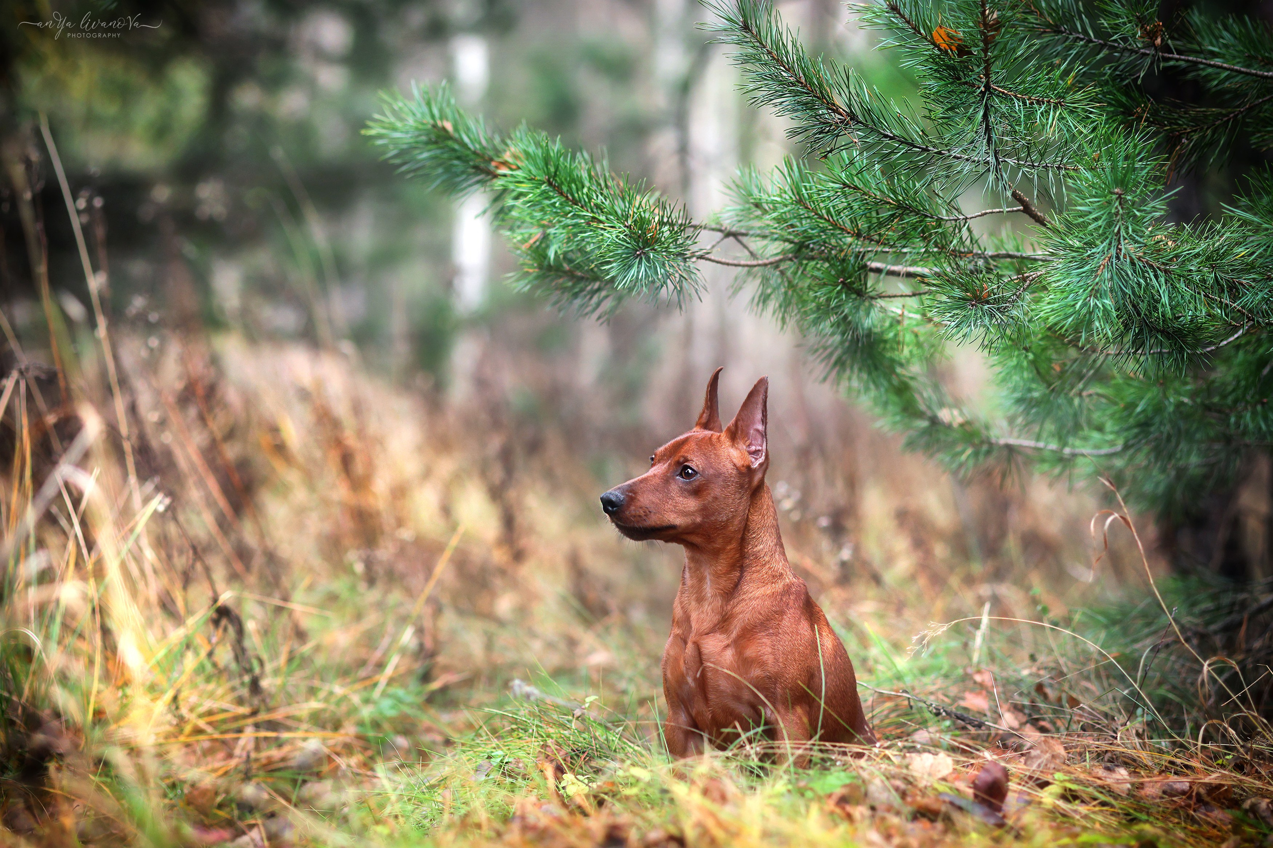 Пашка. Фотограф анималист Аня Ливанова | Рыбинск