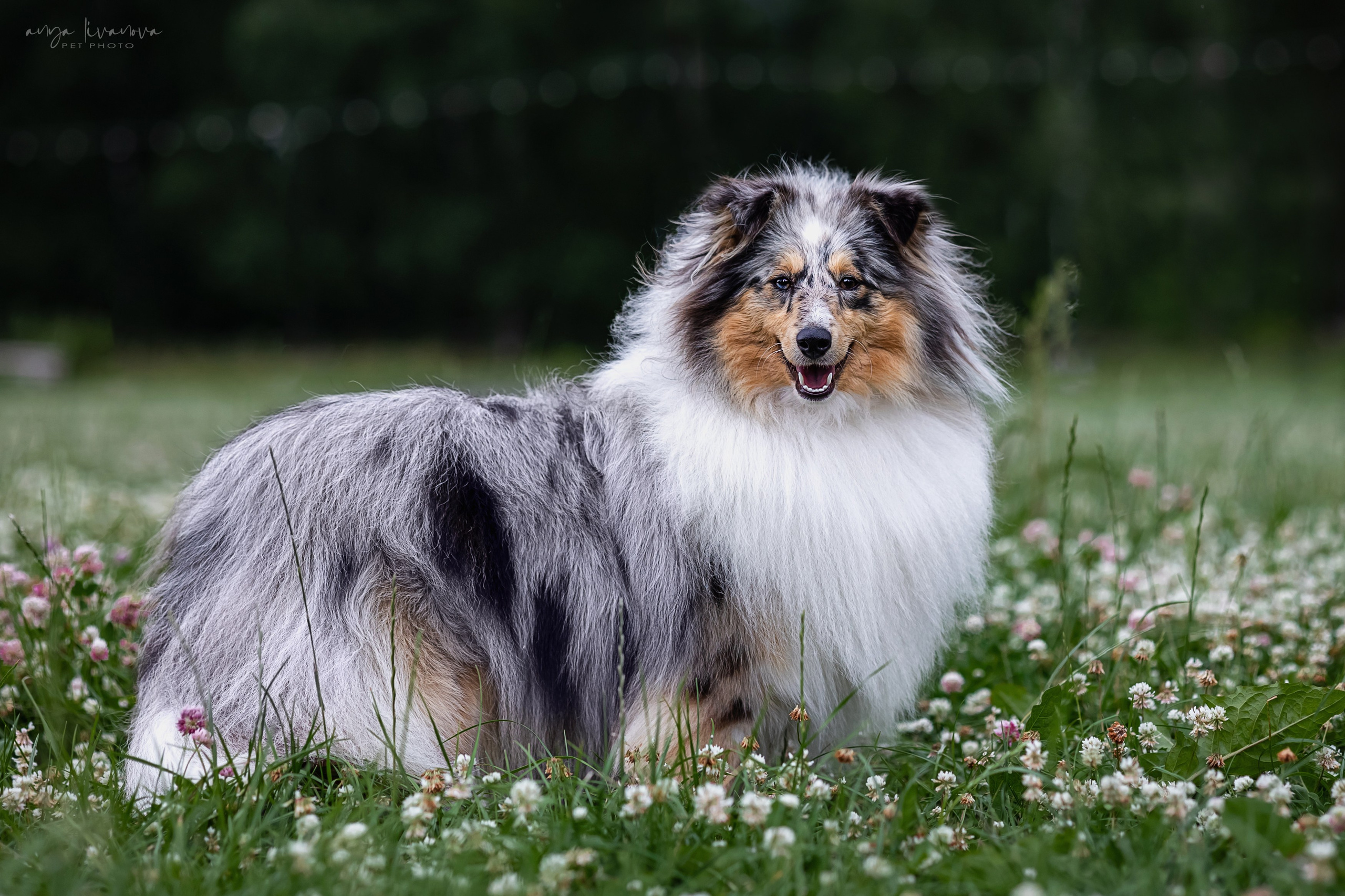 Шелти Мальвина и Марго. Фотограф анималист Аня Ливанова | Рыбинск