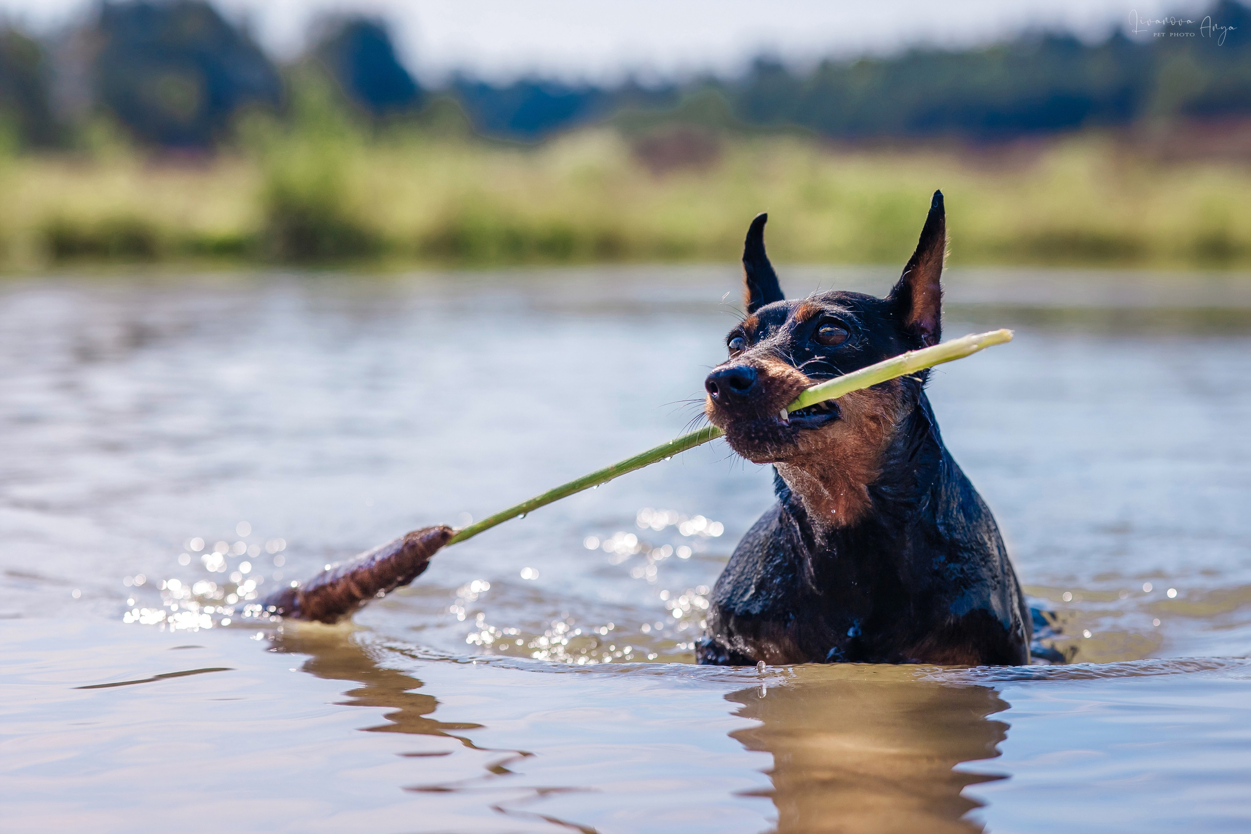Троицкий карьер. Фотограф анималист Аня Ливанова | Рыбинск