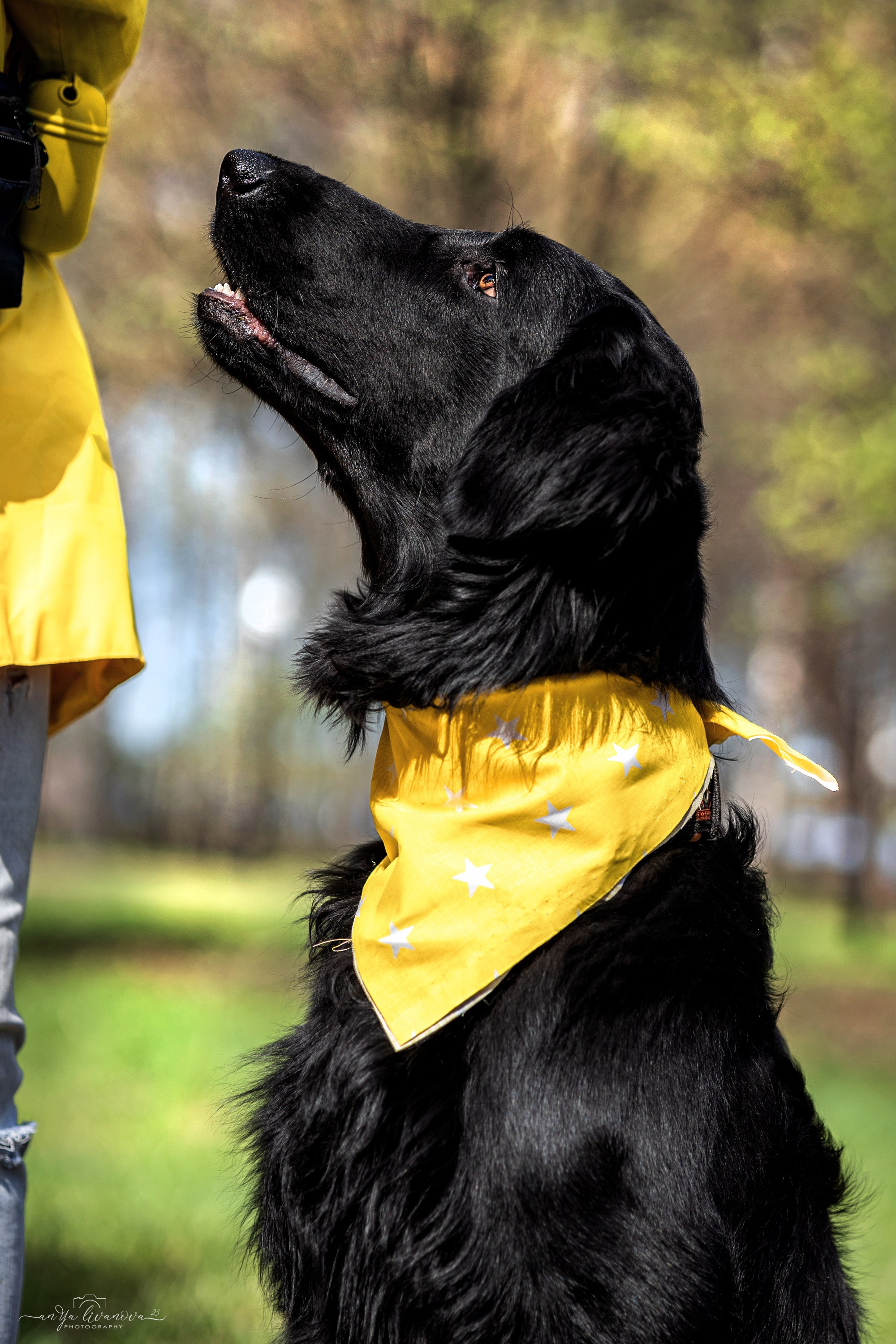 Солнышки. Фотограф анималист Аня Ливанова | Рыбинск