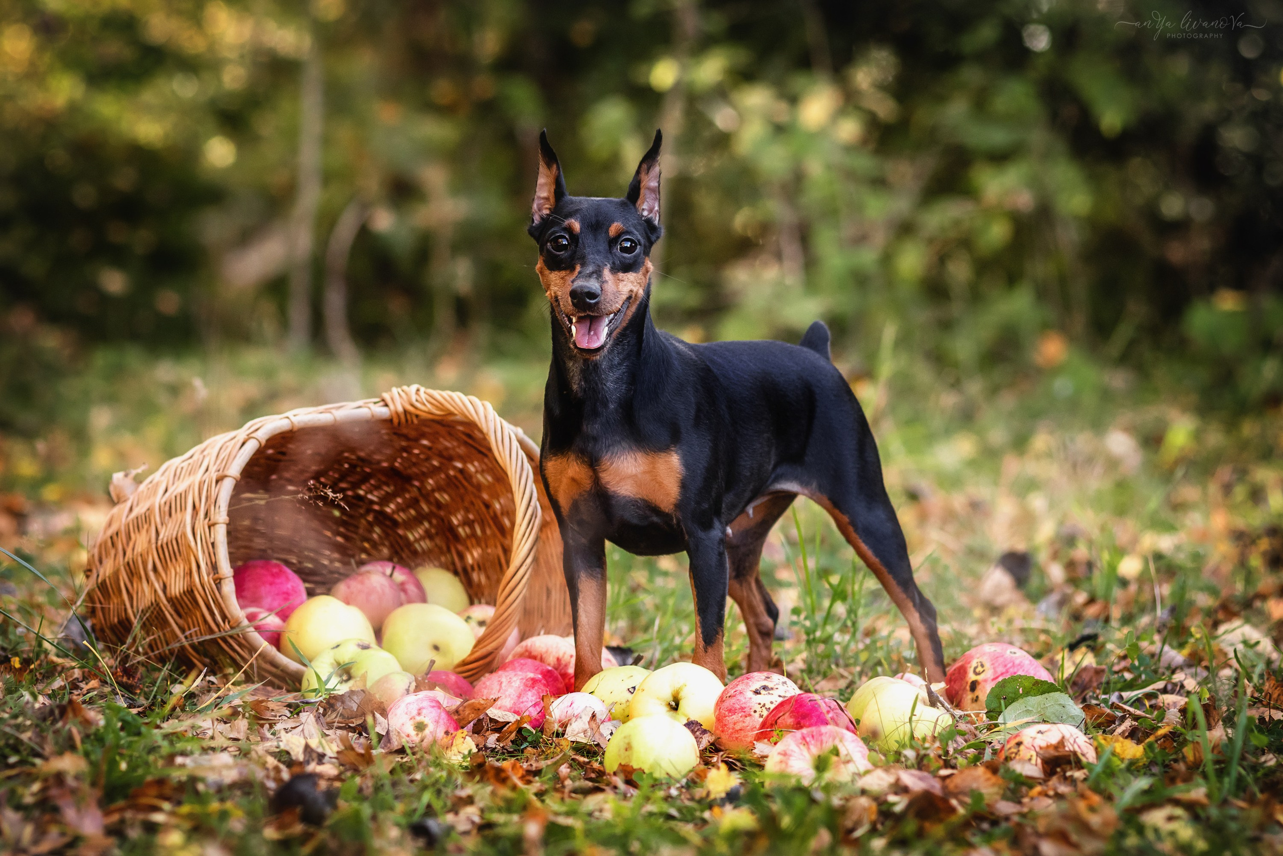 Мия — Тайсон — Марси и Лена. Фотограф анималист Аня Ливанова | Рыбинск