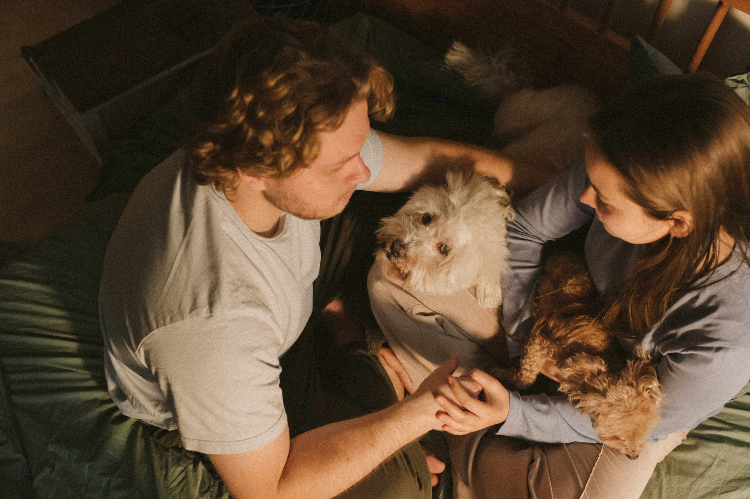 Ання и её кудрявая команда. Фотограф анималист в Москве Ольга Агушева