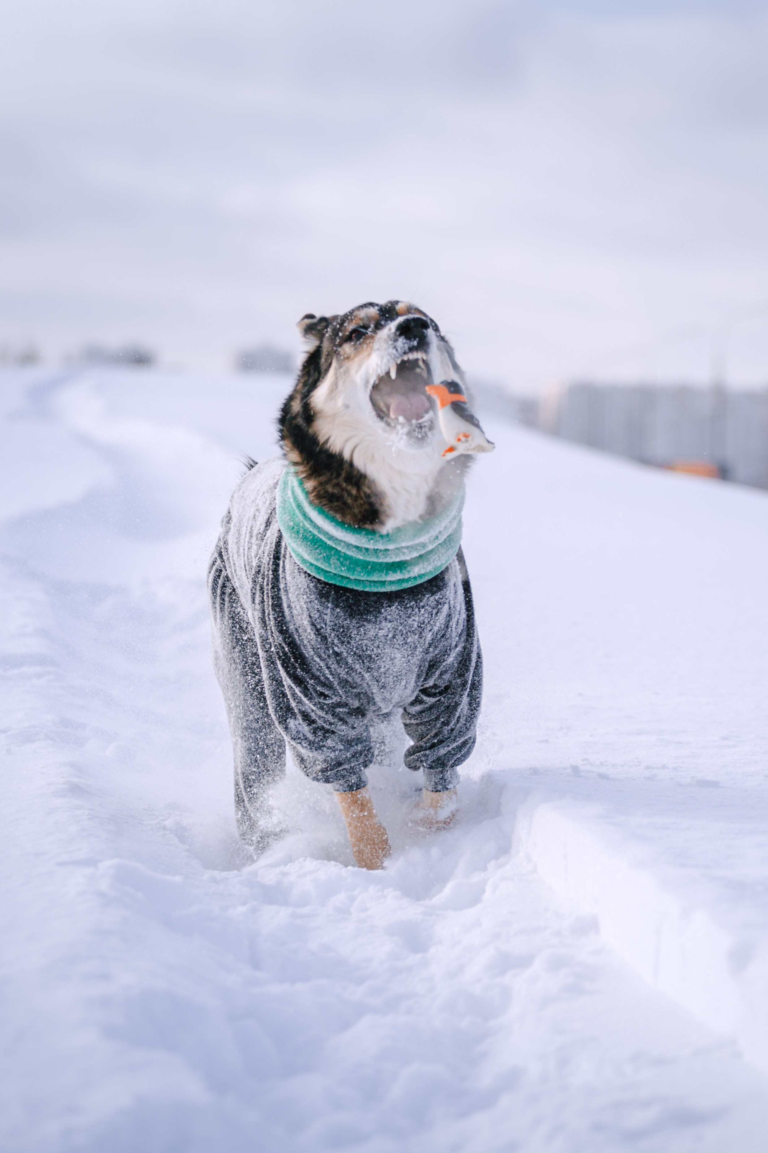 Зимняя экспресс съемка Дюка. Фотограф-анималист Татьяна Степанова