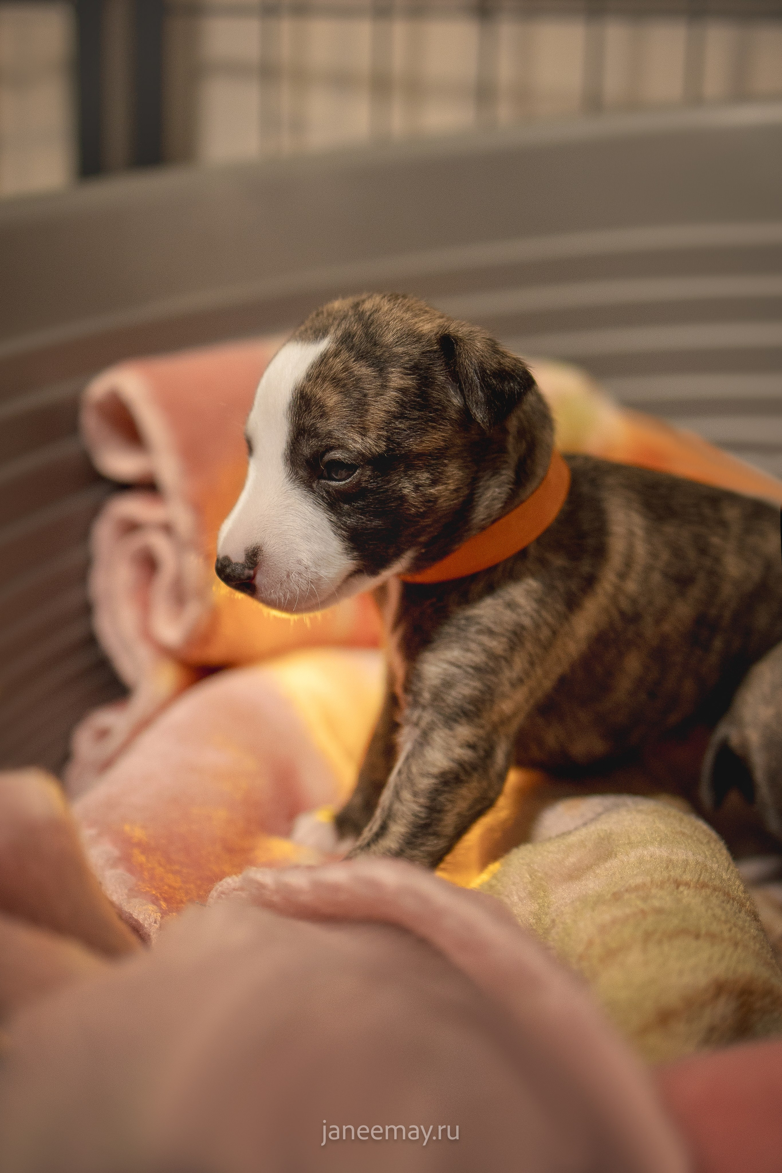 Малыши уиппеты Великбековых. Фотограф анималист в Москве Майорова Евгения