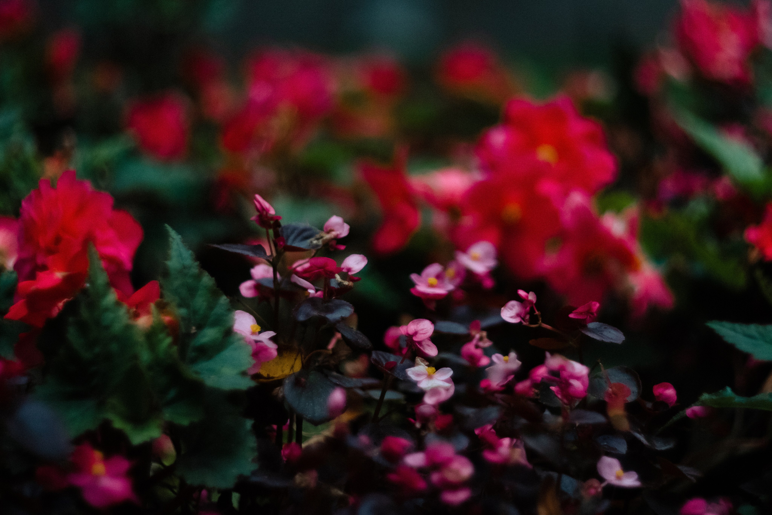 Autumn. Свадебный фотограф Санкт-Петербург DanyaPhotoart