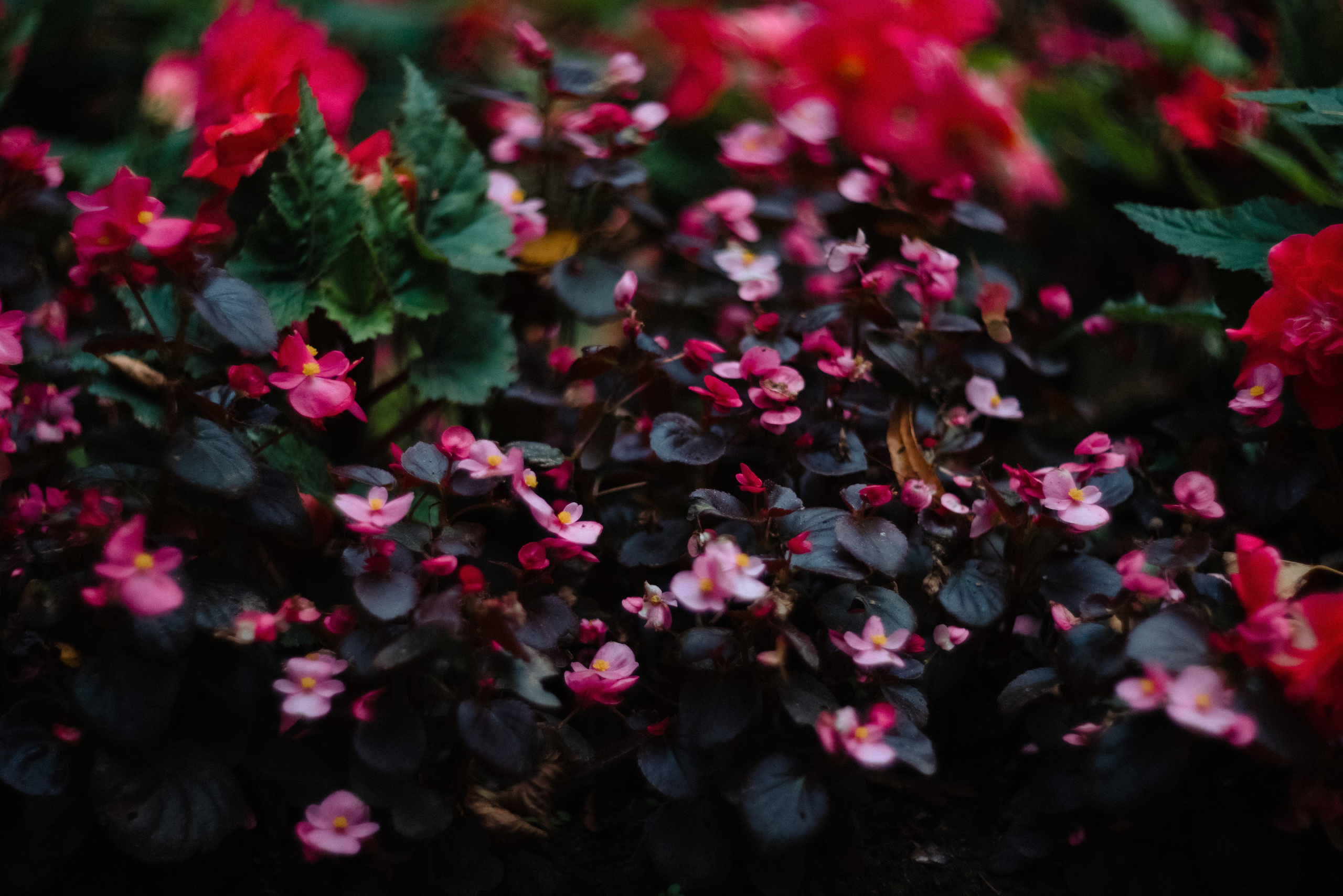 Autumn. Свадебный фотограф Санкт-Петербург DanyaPhotoart